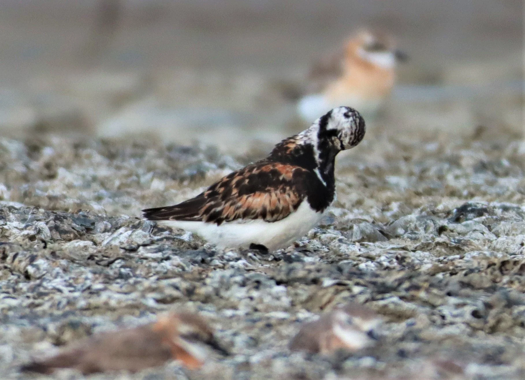 TURNSTONE - RUDDY TURNSTONE - Arenaria interpres - Salt pans west of Bang Pakong River (17).jpg