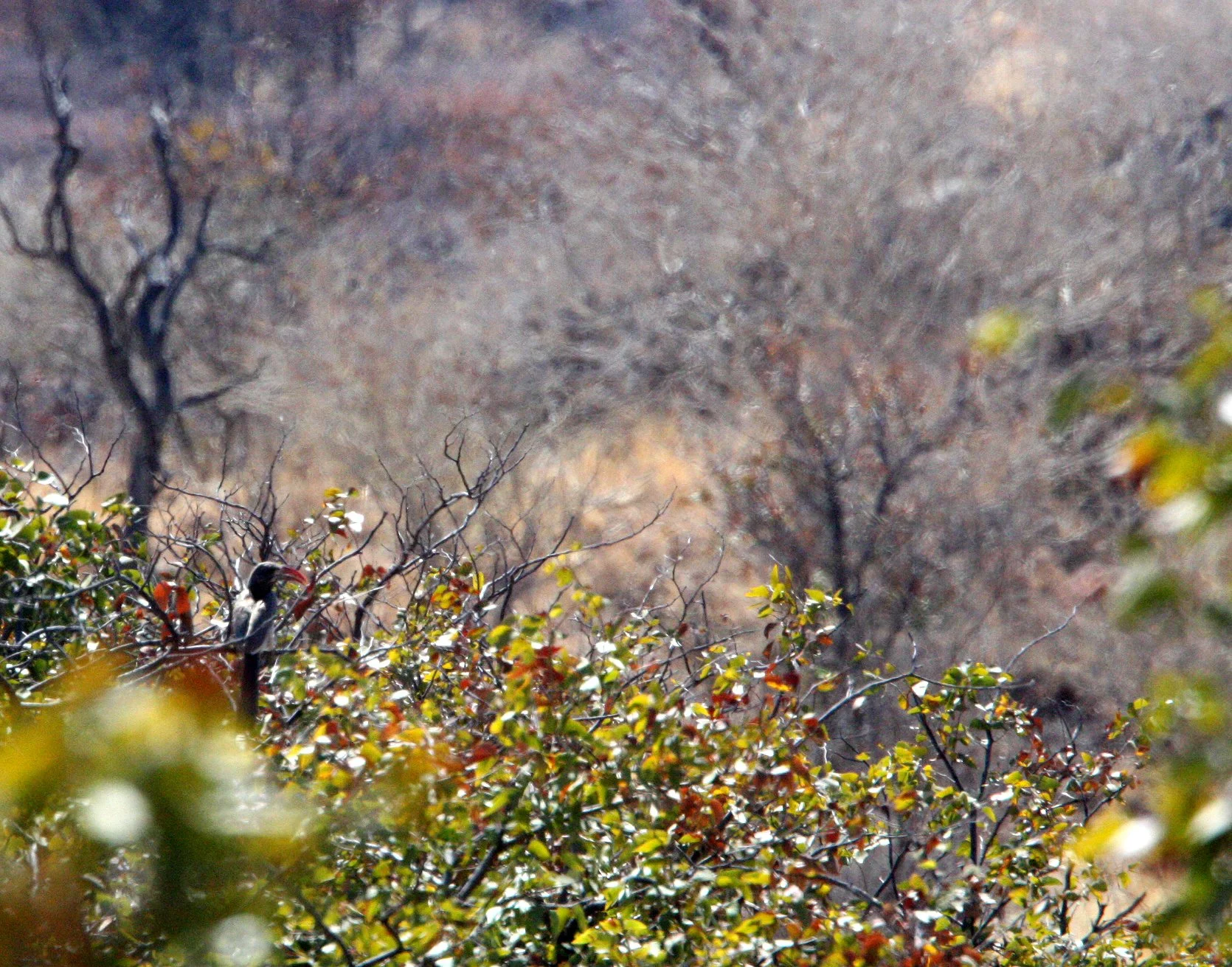 Tockus bradfieldi - BRADFLIED'S HORNBILL - DAMARALAND NAMIBIA.JPG