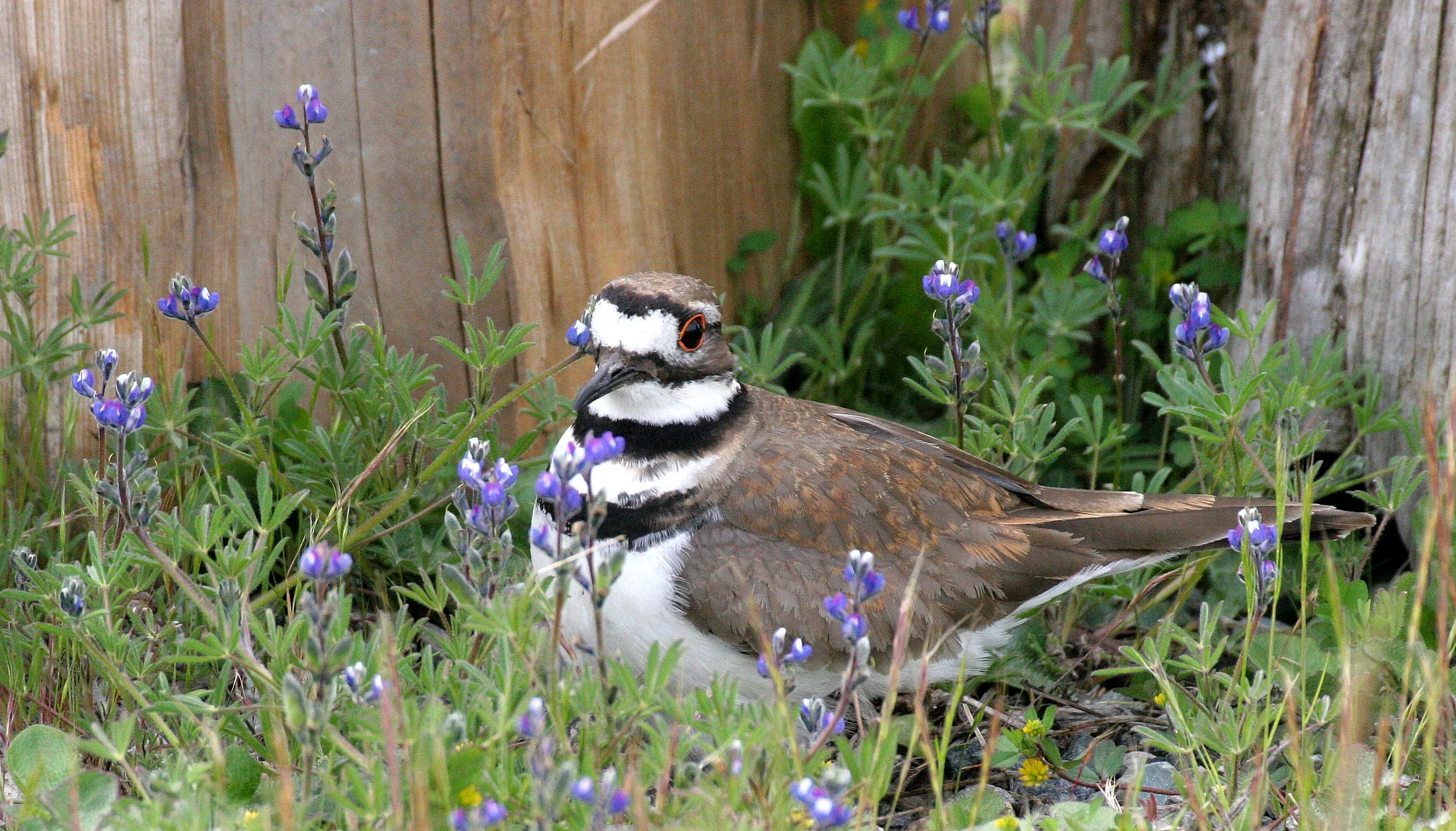 BIRD - KILLDEER - SEQUIM WA (30).JPG