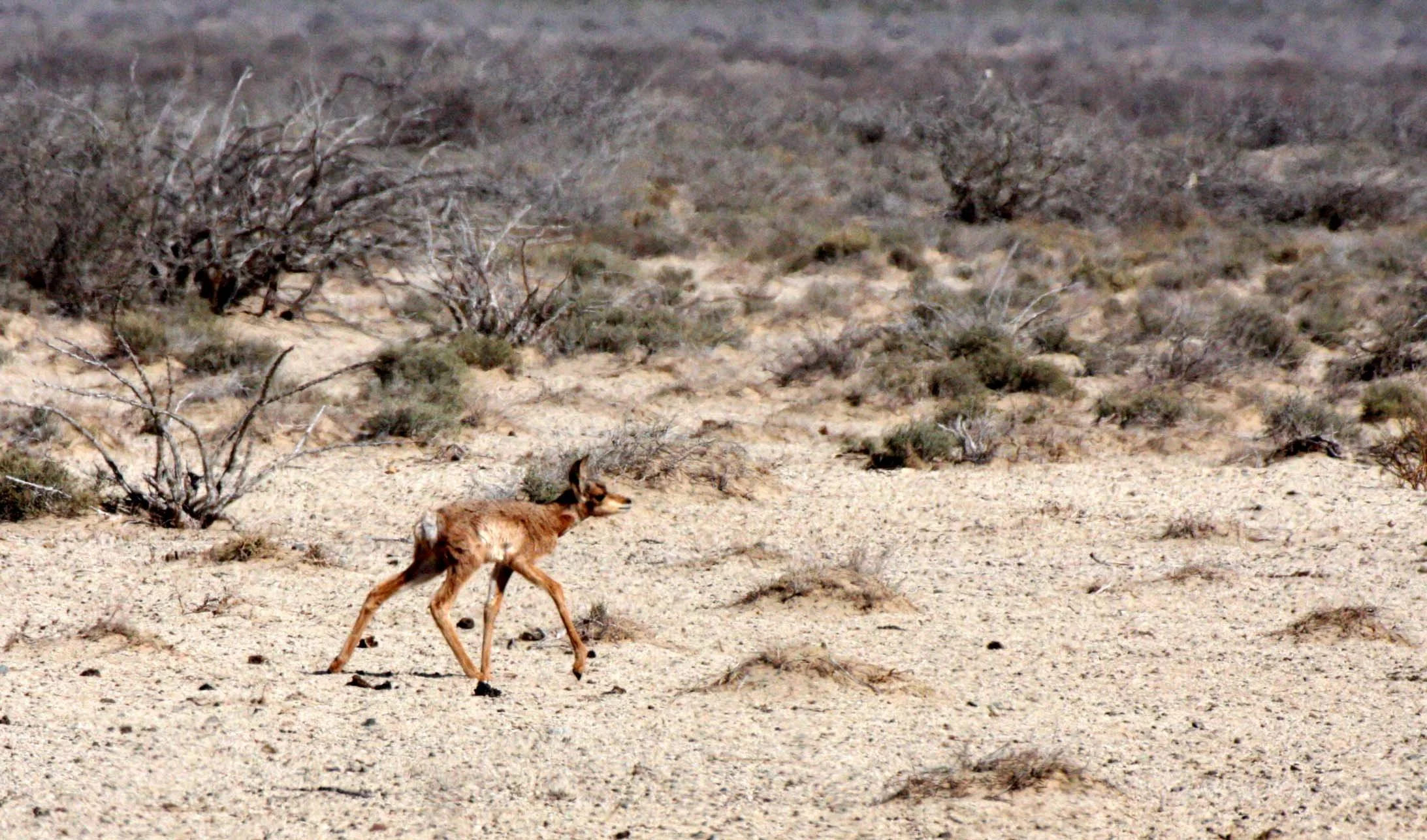 Antilocapra americana peninsularis - PENINSULAR PRONGHORN ANTELOPE - VIZCAINO BIOSPHERE RESERVE BAJA MEXICO (39).JPG