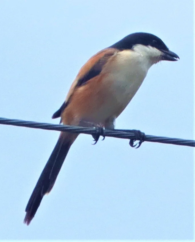 Long-tailed Shrike (Lanius schach) Doi Lang Doi Pha Hom Pok Chiang Mai (22).jpg