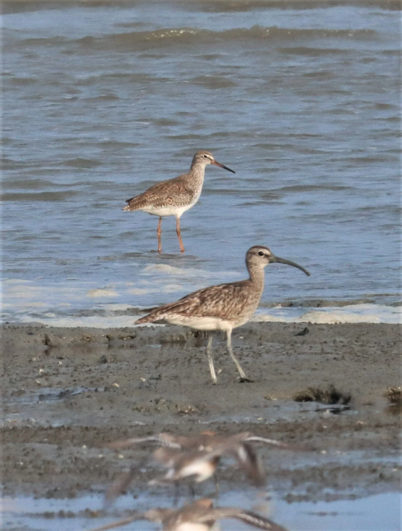 WHIMBREL - Numenius phaeopus - AO MAHACHAI MANGROVE FOREST (4).jpg