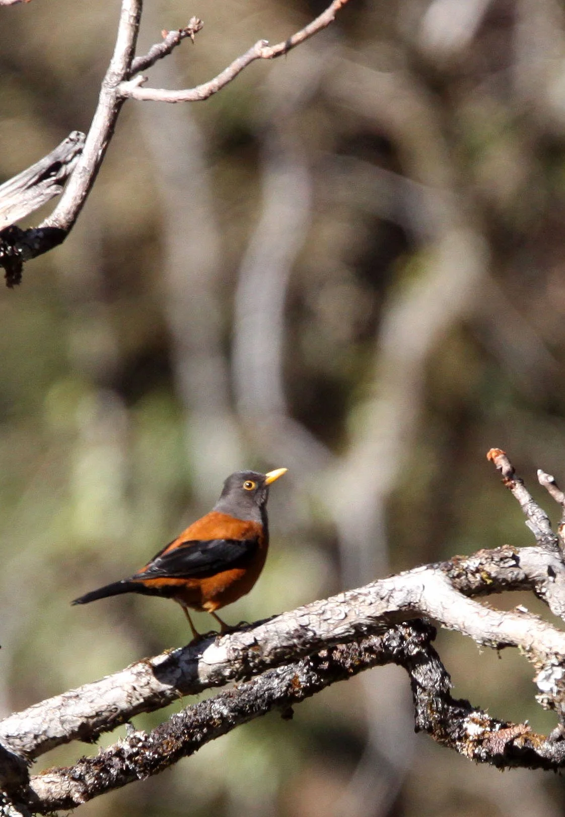 Chestnut Thrush (Turdus rubrocanus) Baima Snow Mountain Yunnan (3).JPG