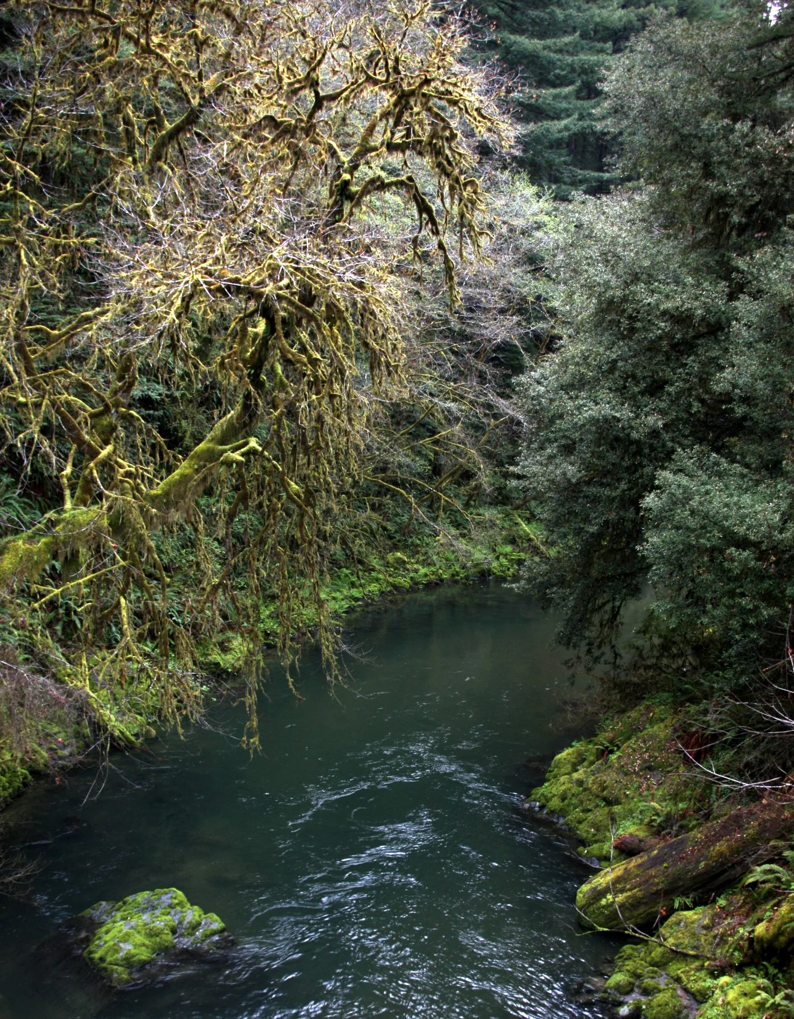 JEDIDIAH SMITH REDWOODS STATE PARK CALIFORNIA (23).JPG