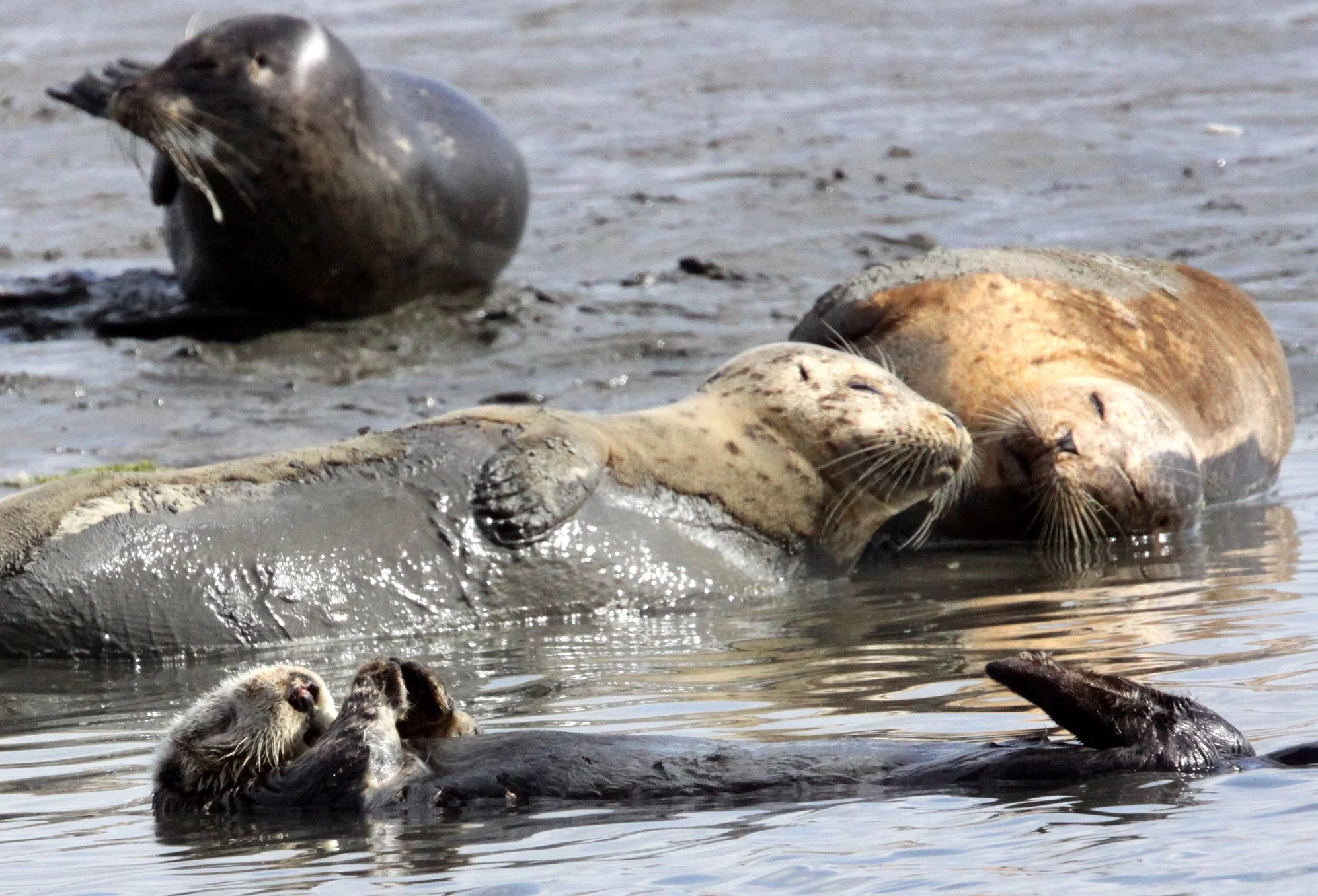 Enhydra lutris nereis - CALIFORNIA SEA OTTER - ELKHORN SLOUGH  WILDLIFE REFUGE CALIFORNIA (33).JPG