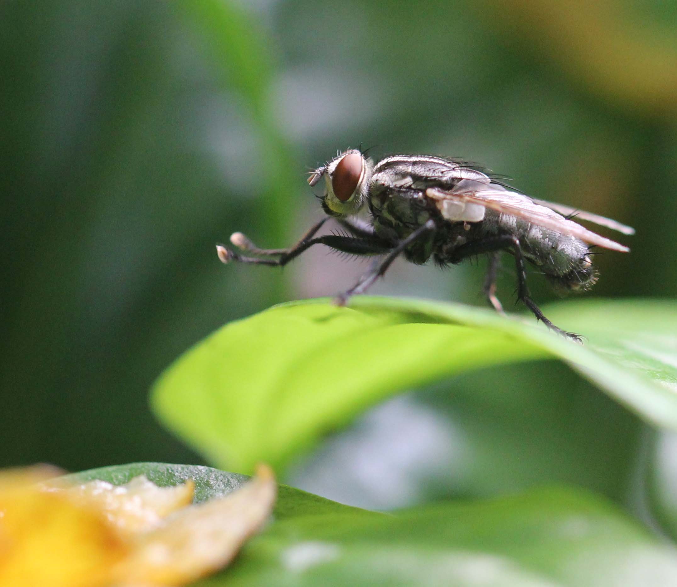 2013 in Nakhonsithammarat and some Krabi with Family (56).JPG