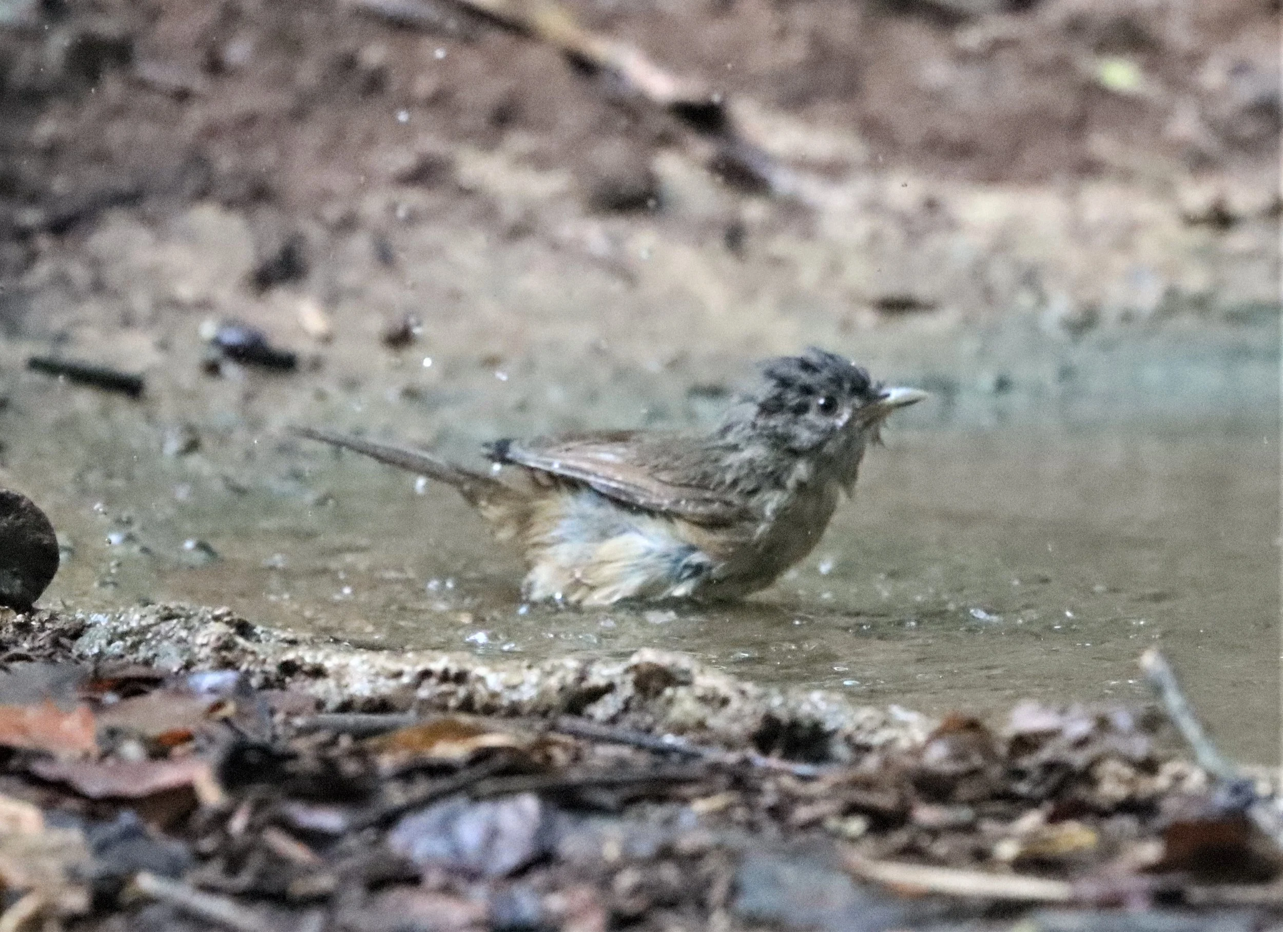 ROBIN - SIBERIAN BLUE ROBIN - Luscinia cyane - NEUNG HIDE, KAENG KRACHAN AREA (16).jpg