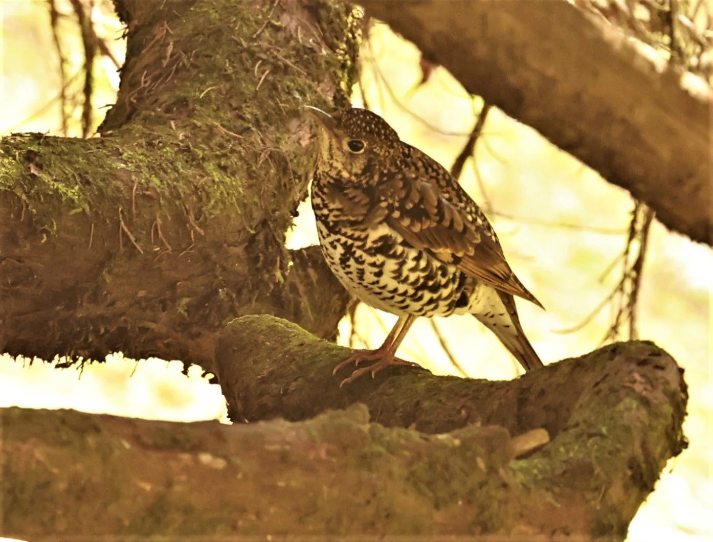 Scaly Thrush (Zoothera dauma) Doi Ang Kang Chiang Mai (4).jpg