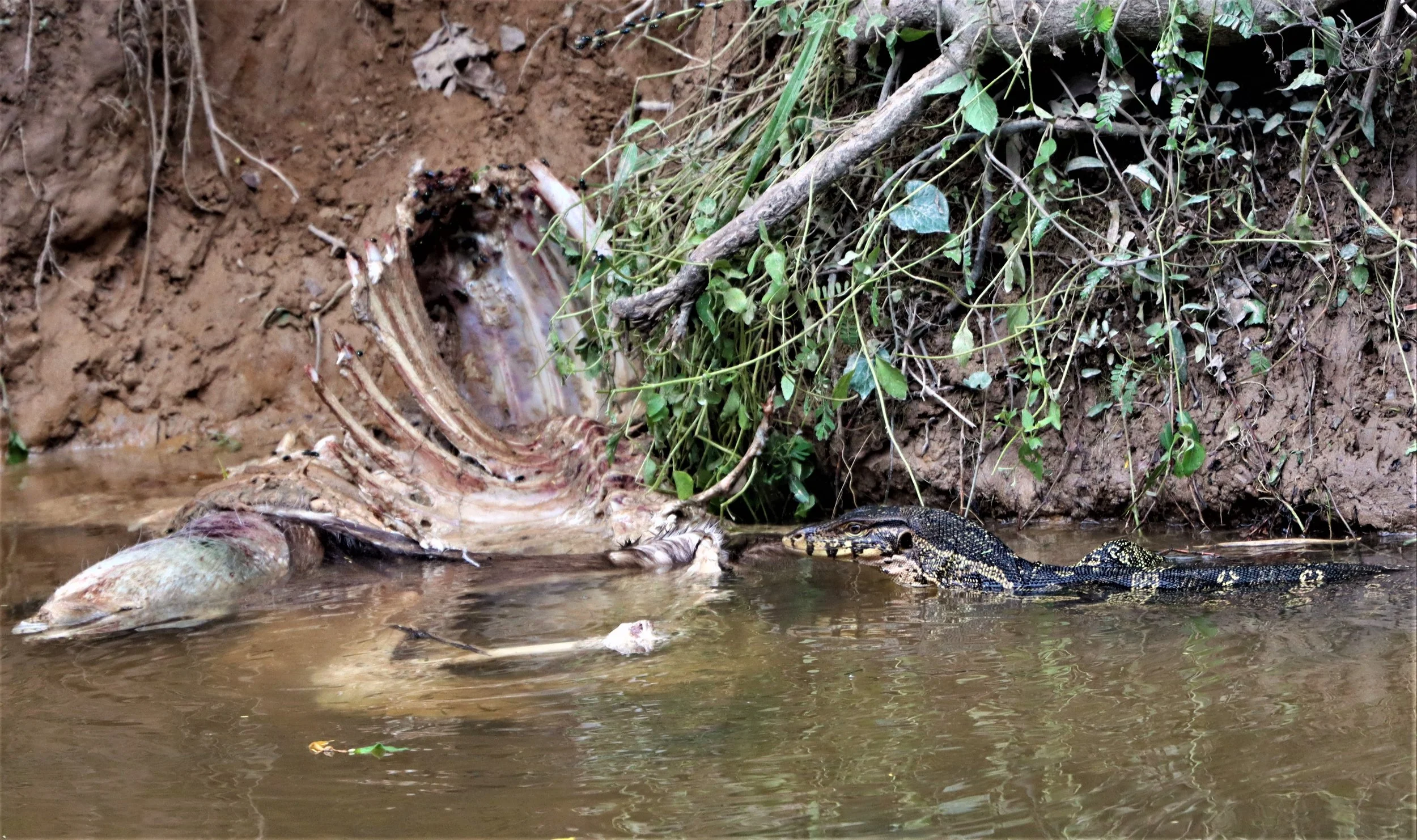 Varanus salvator macromaculatus - SOUTHEAST ASIAN WATER MONITOR LIZARD - KHAO YAI NATIONAL PARK MAY 2021 (5).jpg