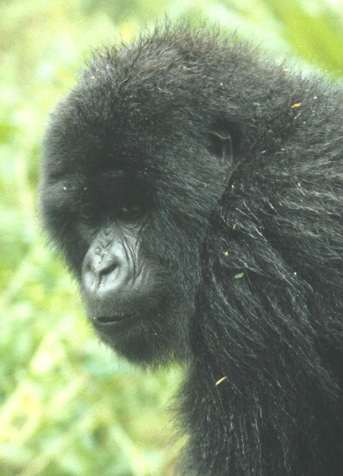 PRIMATE - GORILLA-RWANDA PARC DU VULCANS (18).jpg