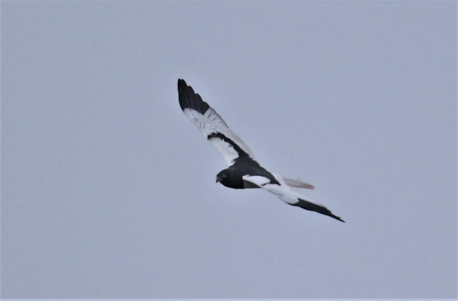 HARRIER - PIED HARRIER - Circus melanoleucos - YONOK CHIANG SAEN CHIANG RAI - ROOST (56).JPG