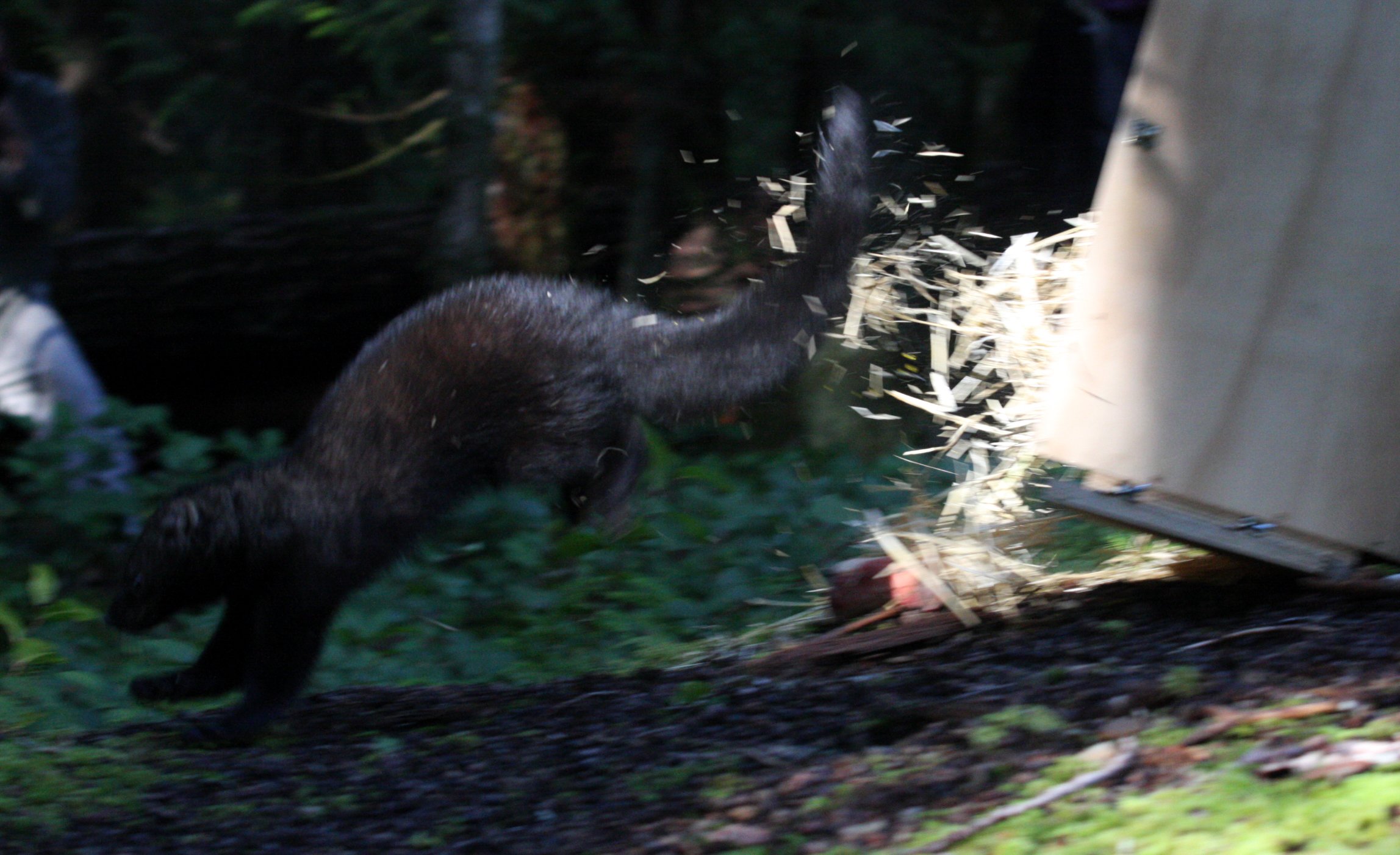 MUSTELID - FISHER - FINAL RELEASE ON 2-20-2010 (8).JPG