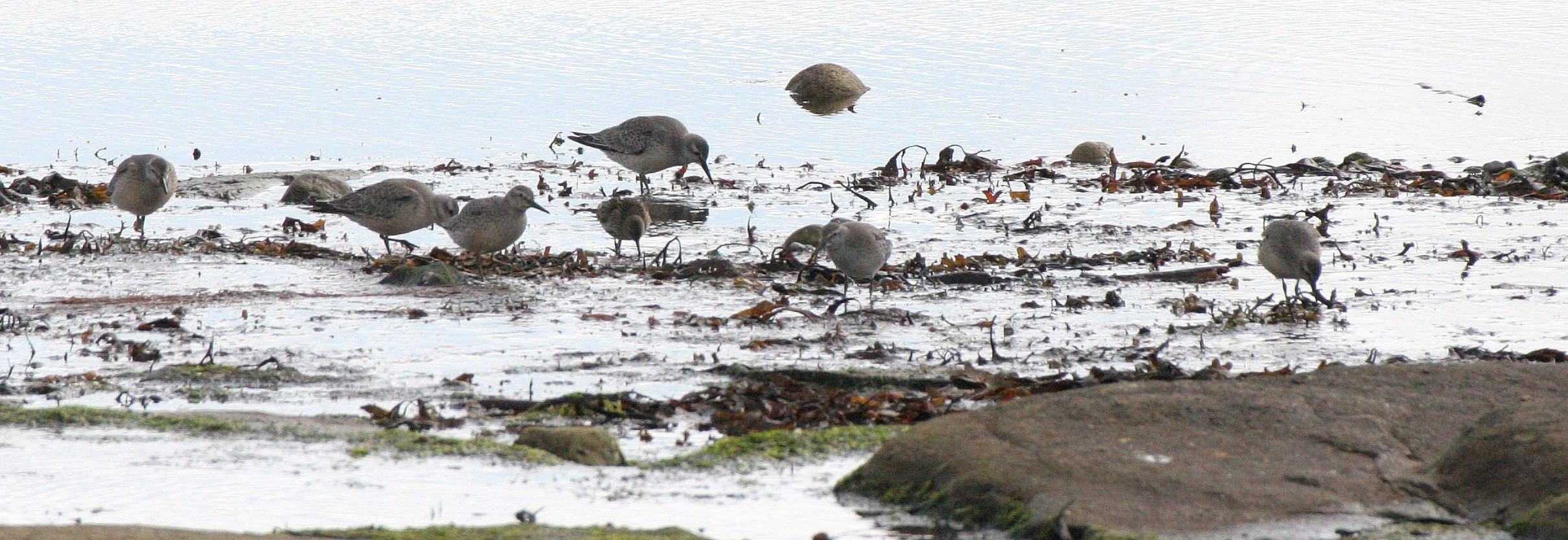 BIRD - SANDPIPER - WHITE-RUMPED - CALIDRIS FUSCICOLLIS - NEAR HORNOYA NORWAY - VARDO (4).jpg