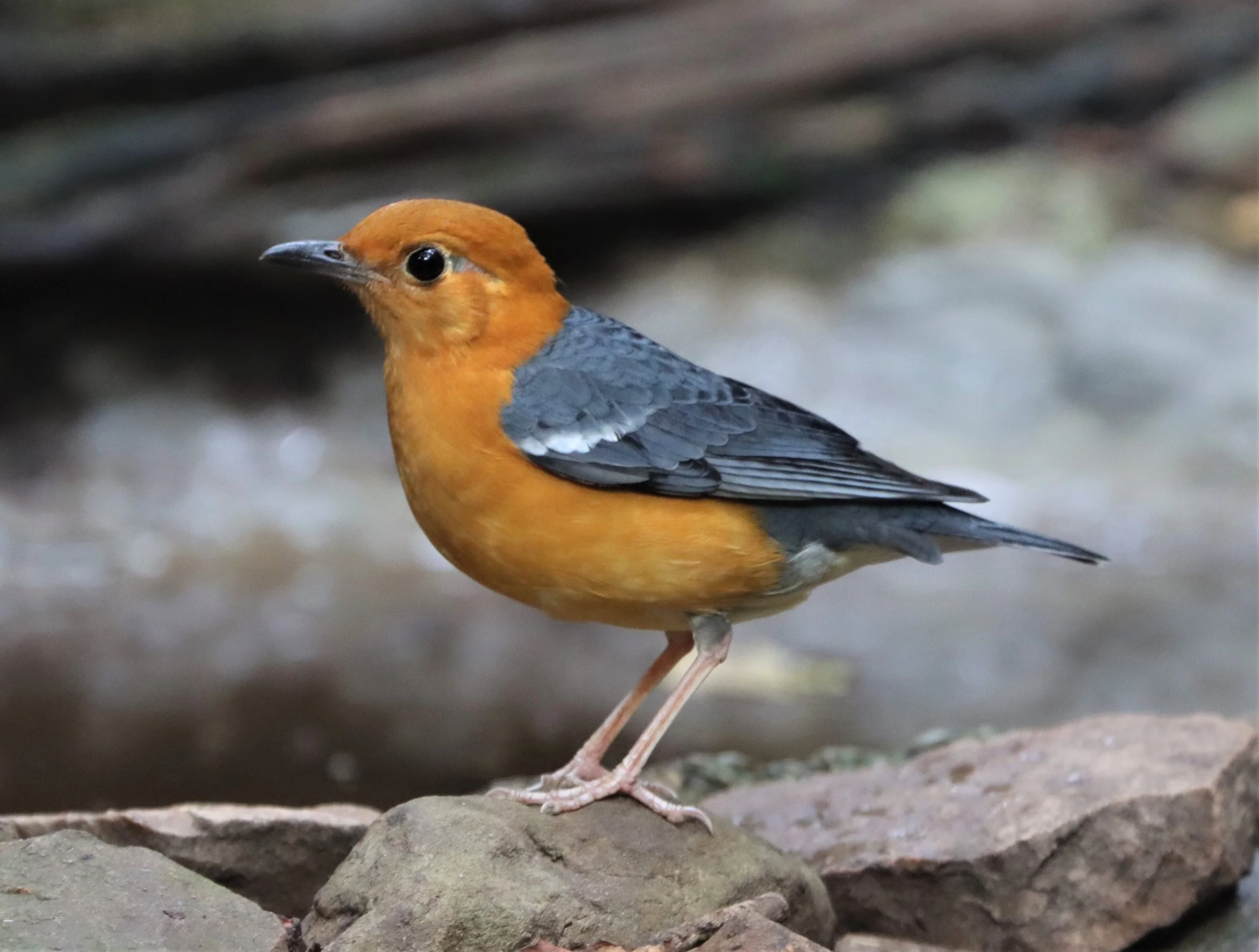 Orange-headed Thrush (Zoothera citrina) Neung Hide Kaeng Krachan NP (11).jpg