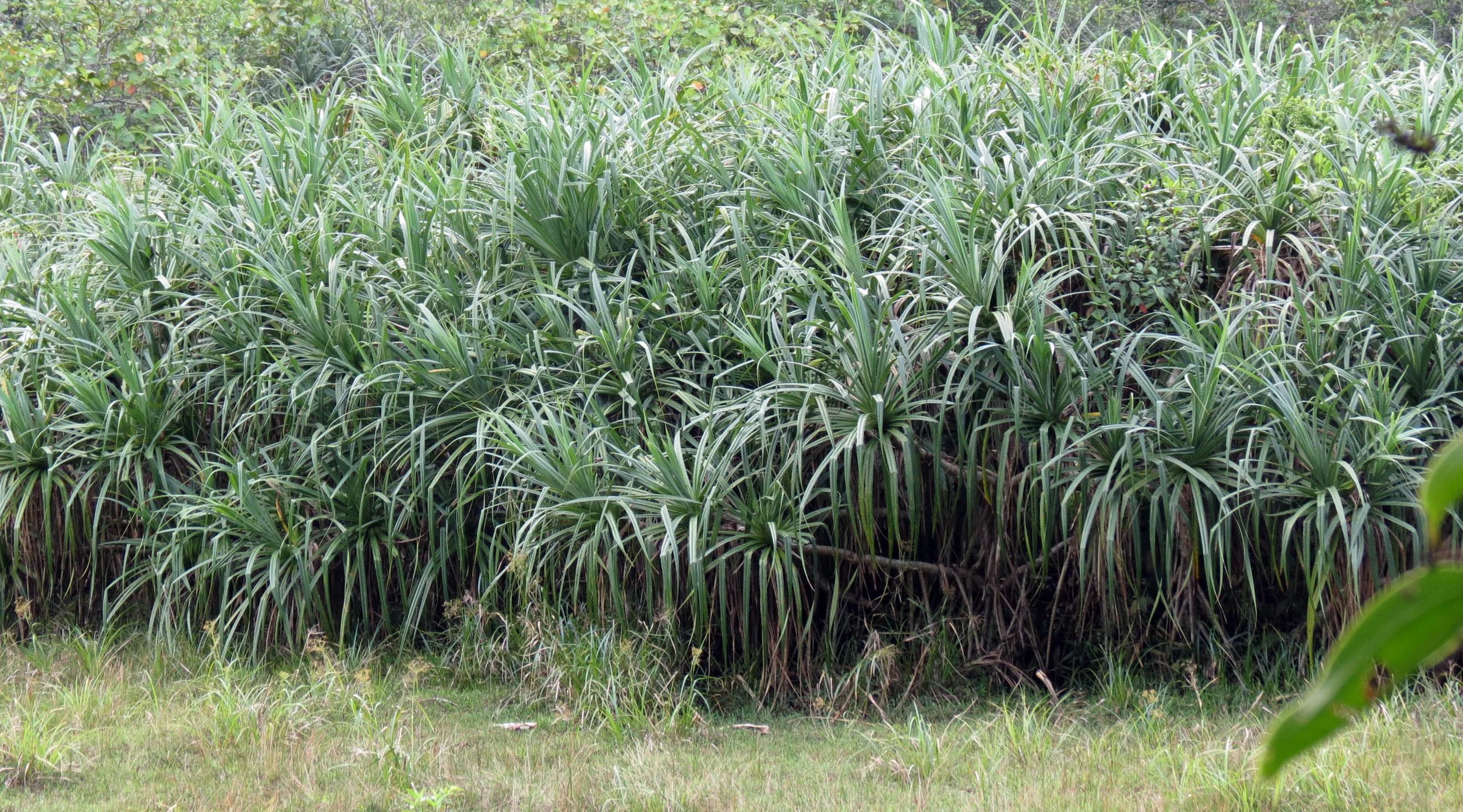 SINGHARAJA NATIONAL PARK SRI LANKA (11).JPG