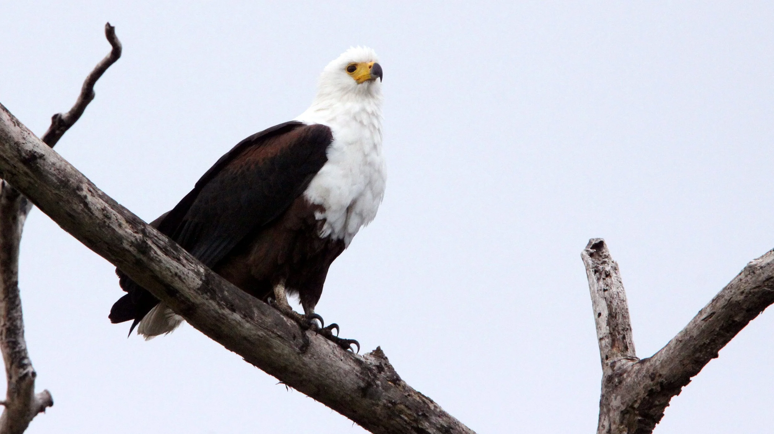 Haliaeetus vocifer - AFRICAN FISH EAGLE - SAINT LUCIA WETLANDS RESERVE - SOUTH AFRICA (2).JPG