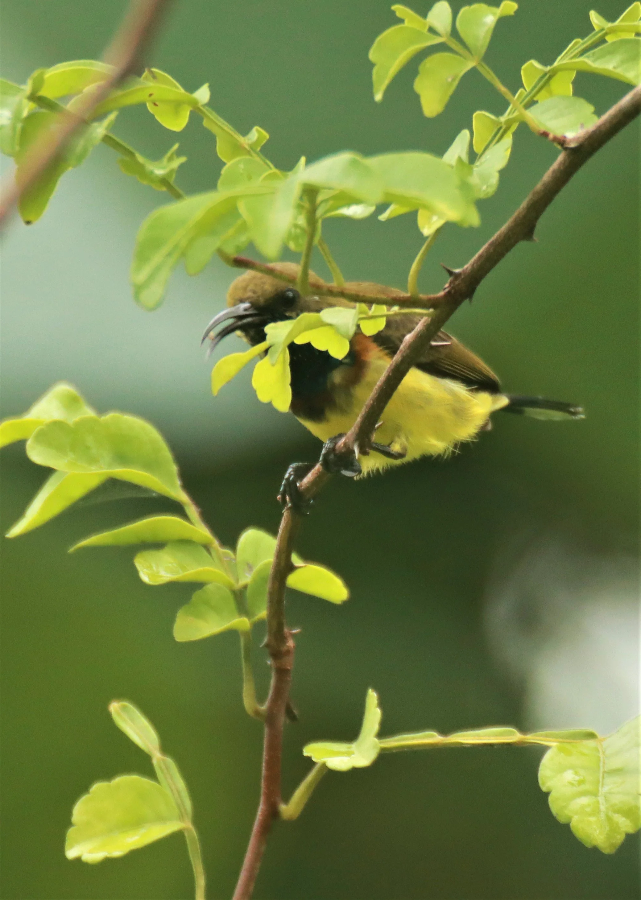 SUNBIRD - OLIVE-BACKED SUNBIRD - Nectarinia jugularis - KHAO SOK SURAT THANI (5).jpg