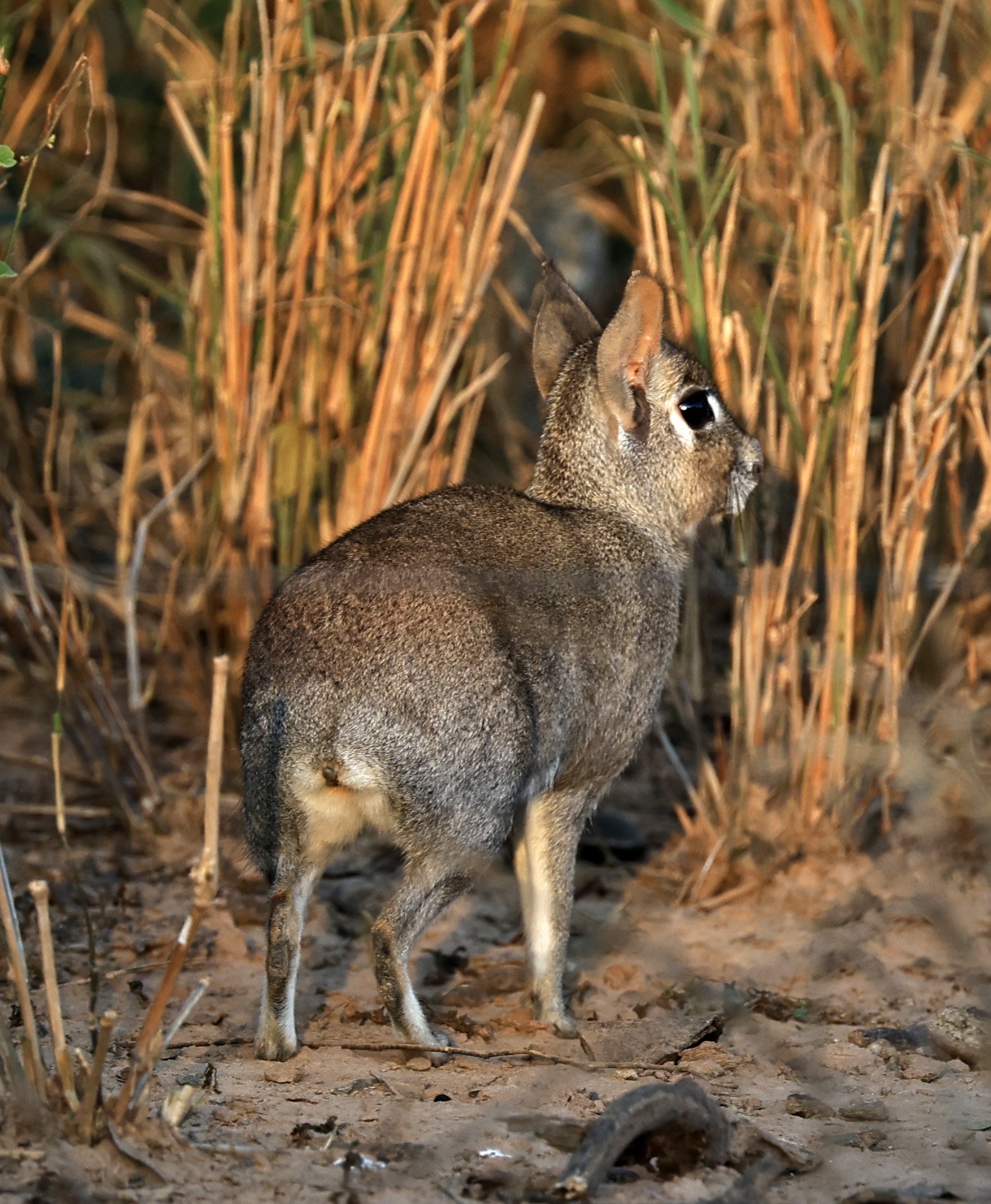 Chacoan Mara (Dolichotis salinicola) Aurora Chaquena Reserve, Neuland Mennonite Colony Paraguay (37).jpg