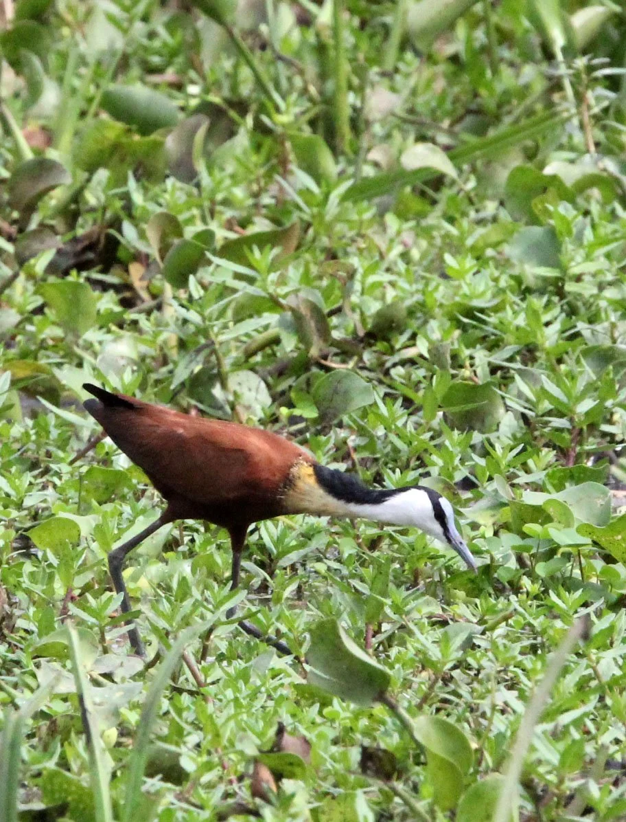 African Jacana - Actophilornis africanus - Murchison Falls NP Uganda (3).JPG