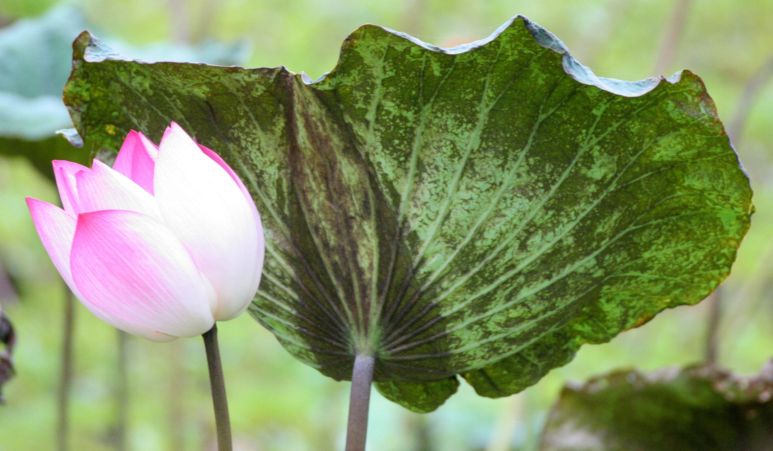 BUENG BORAPHET THAILAND - LOTUS PLANTS (3).JPG