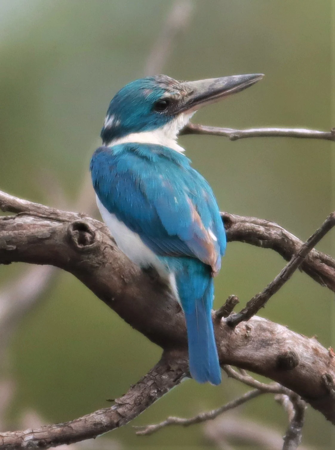 KINGFISHER - COLLARED KINGFISHER - Todiramphus chloris - KHLONG TAMRU CHONBURI (1).jpg