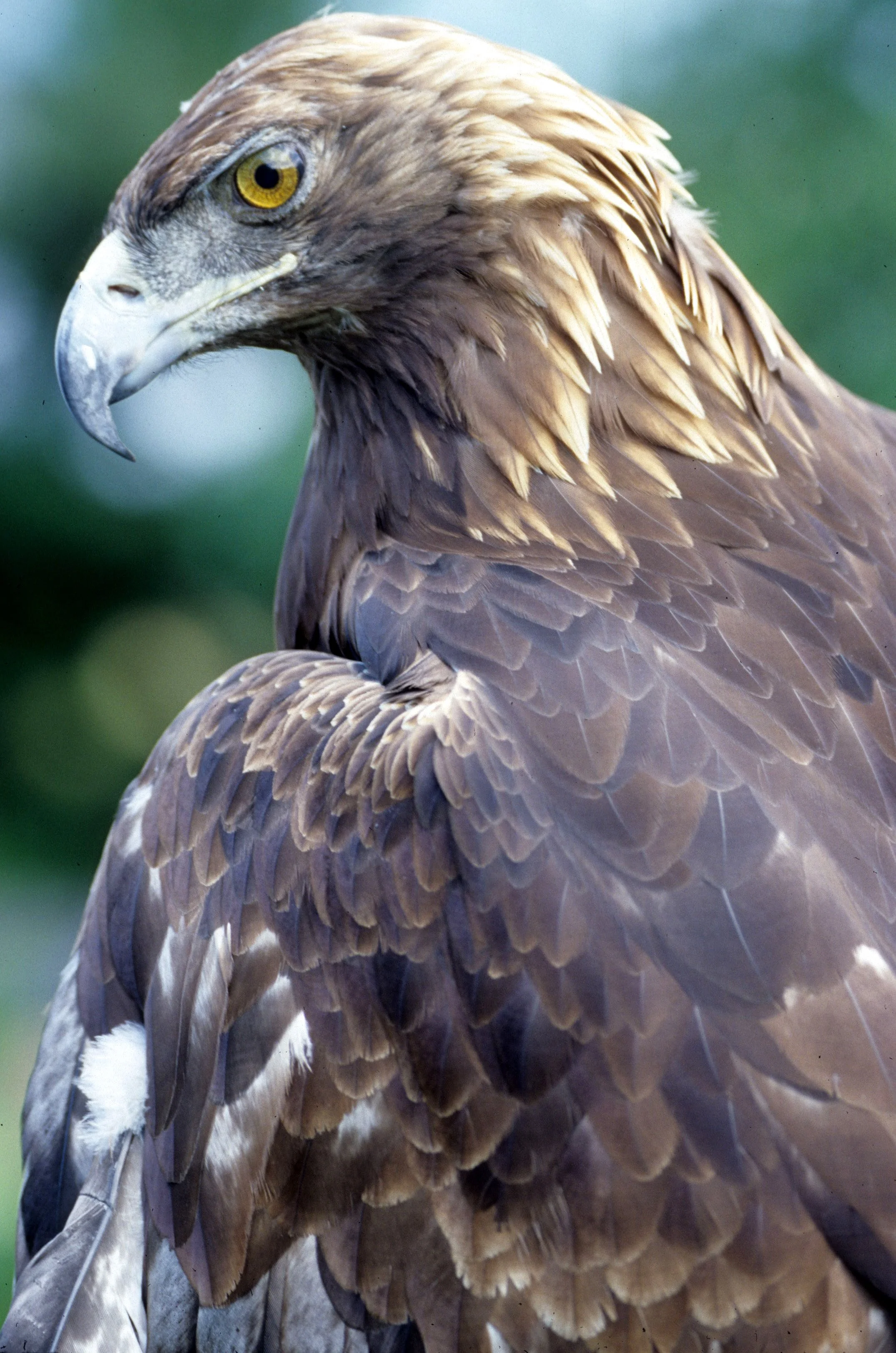 BIRD - EAGLE - GOLDEN - OP D.jpg
