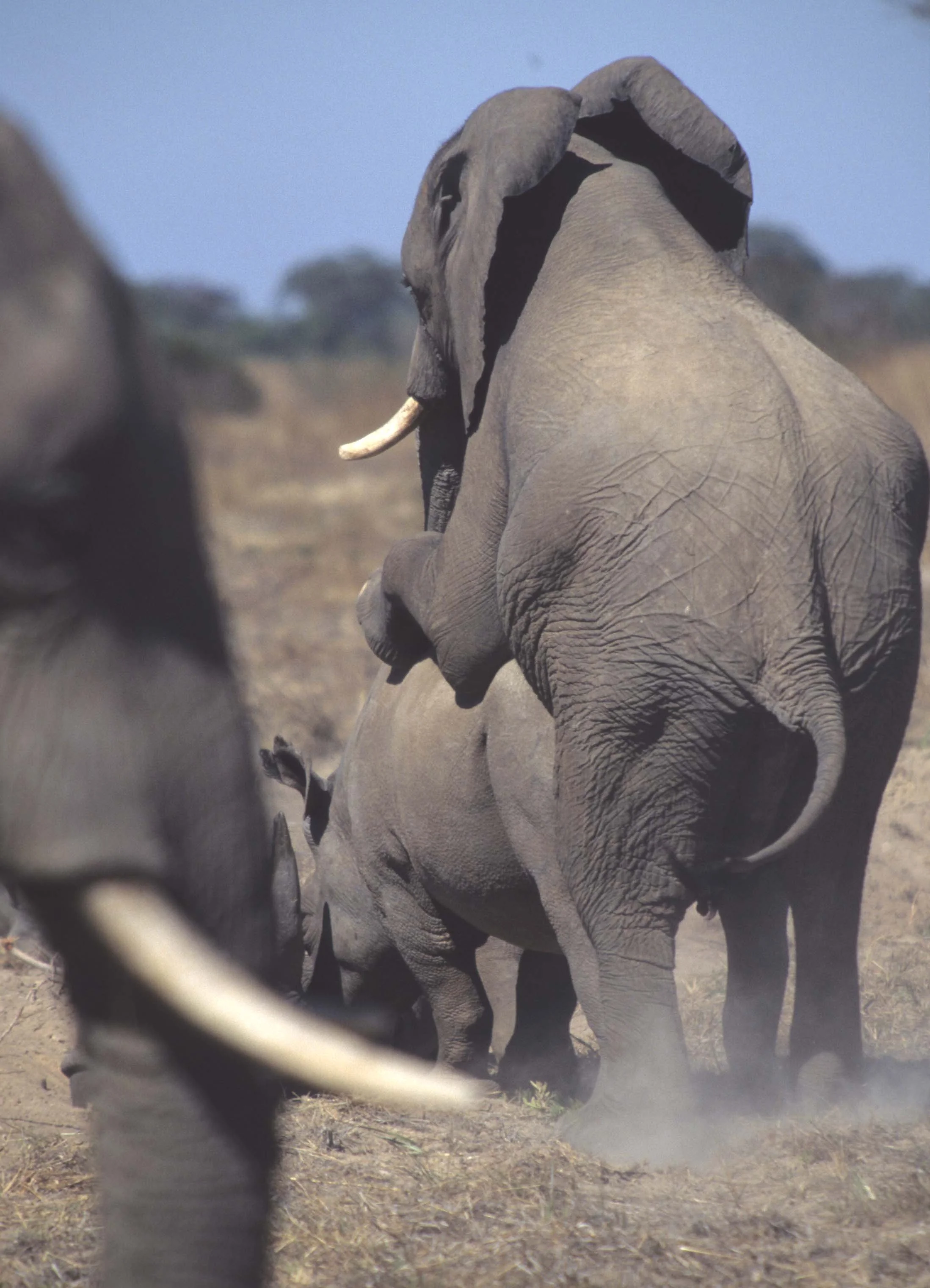 ELEPHANT - ZIMBABWE A.jpg