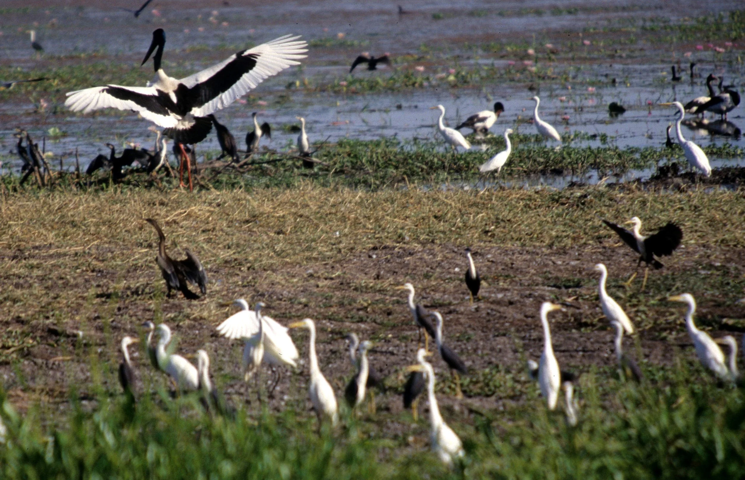 STORK - BLACK-NECKED STORK - Ephippiorhynchus asiaticus - MAGPIE GEESE -  DARTERS - CORMORANTS -  PIED HERONS - KAKADU (13).jpg