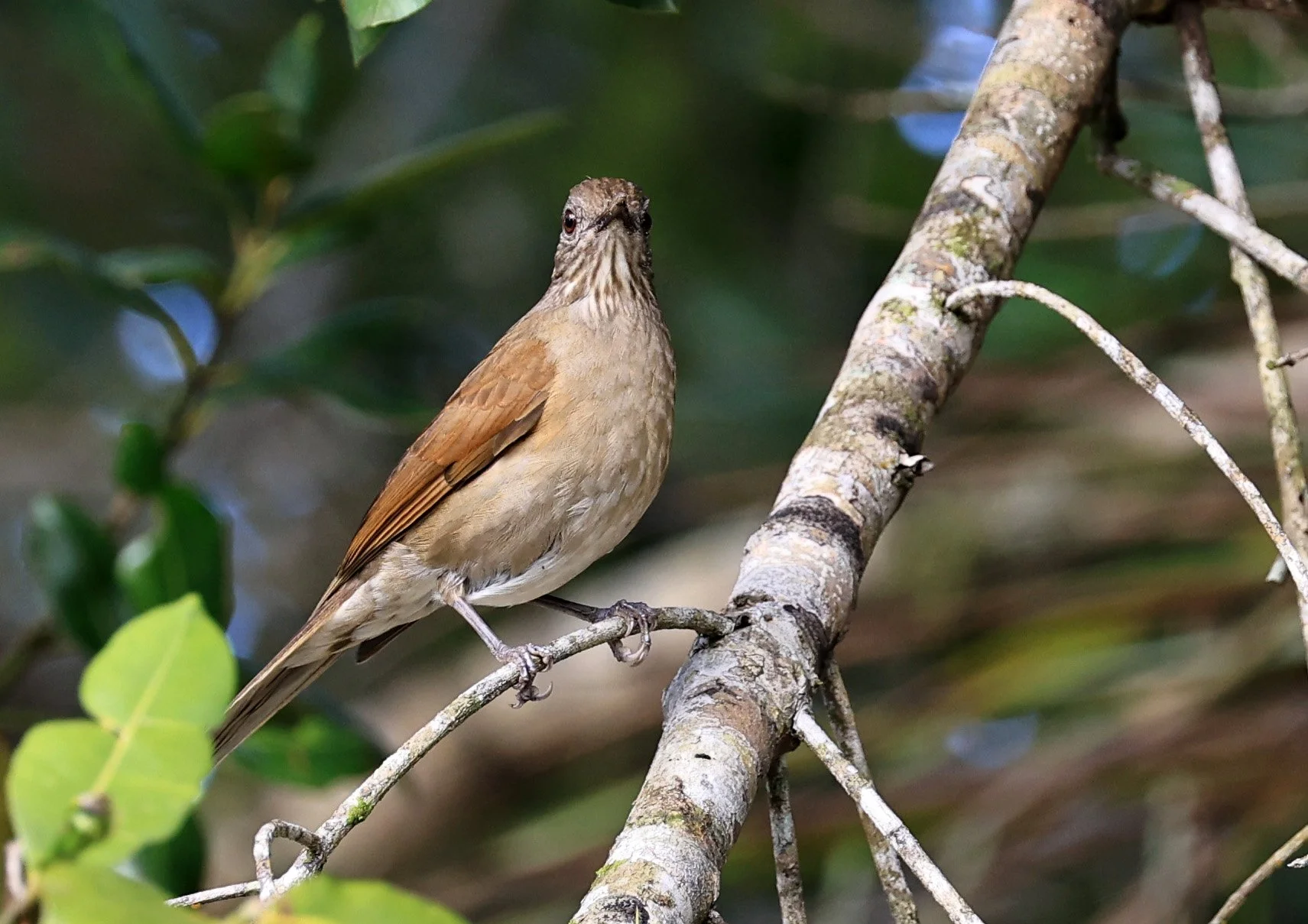 Pale-breasted Thrush (Turdus leucomelas) Superagui National Park, Brazil (5).jpg