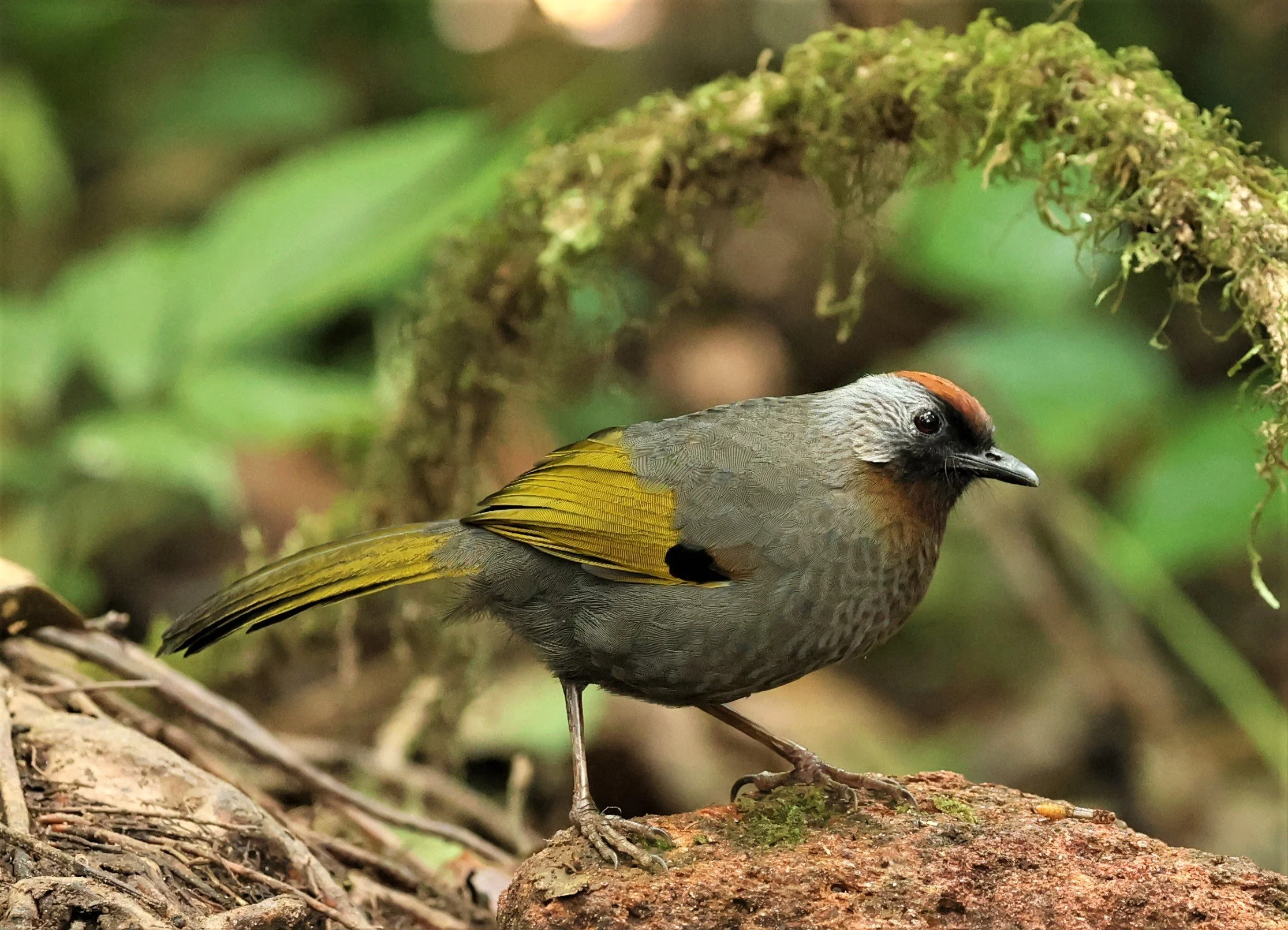 LAUGHINGTHRUSH - SILVER-EARED LAUGHINGTHRUSH - Trochalopteron melanostigma -DOI PHA HOM POK NP DOI LANG EAST FEB 2022 (19).jpg