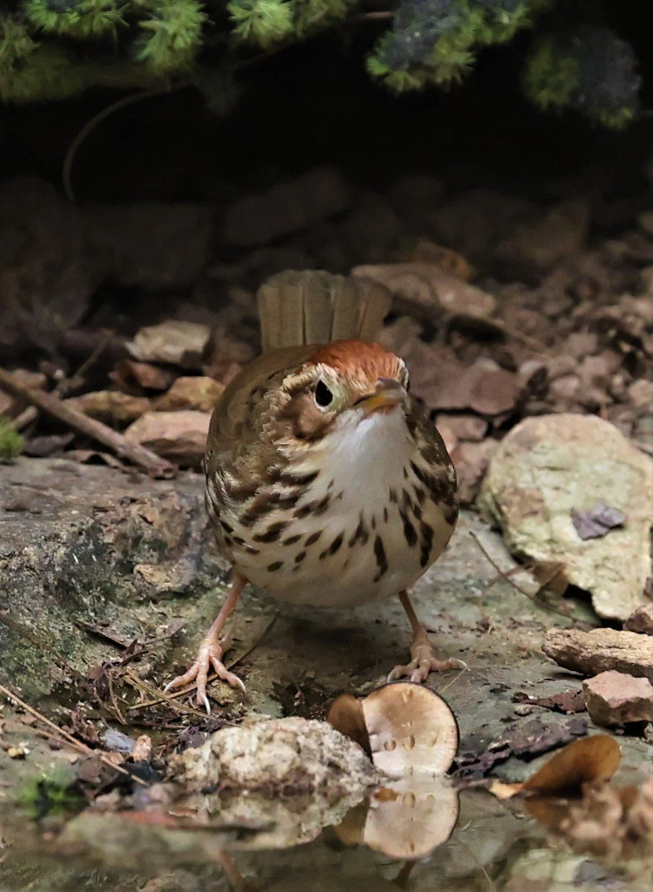 BABBLER - PUFF-THROATED BABBLER - Pellorneum ruficeps - SRI SATCHANALAI NP MANAO WATERHOLE MAY 1 2022 (8).jpg