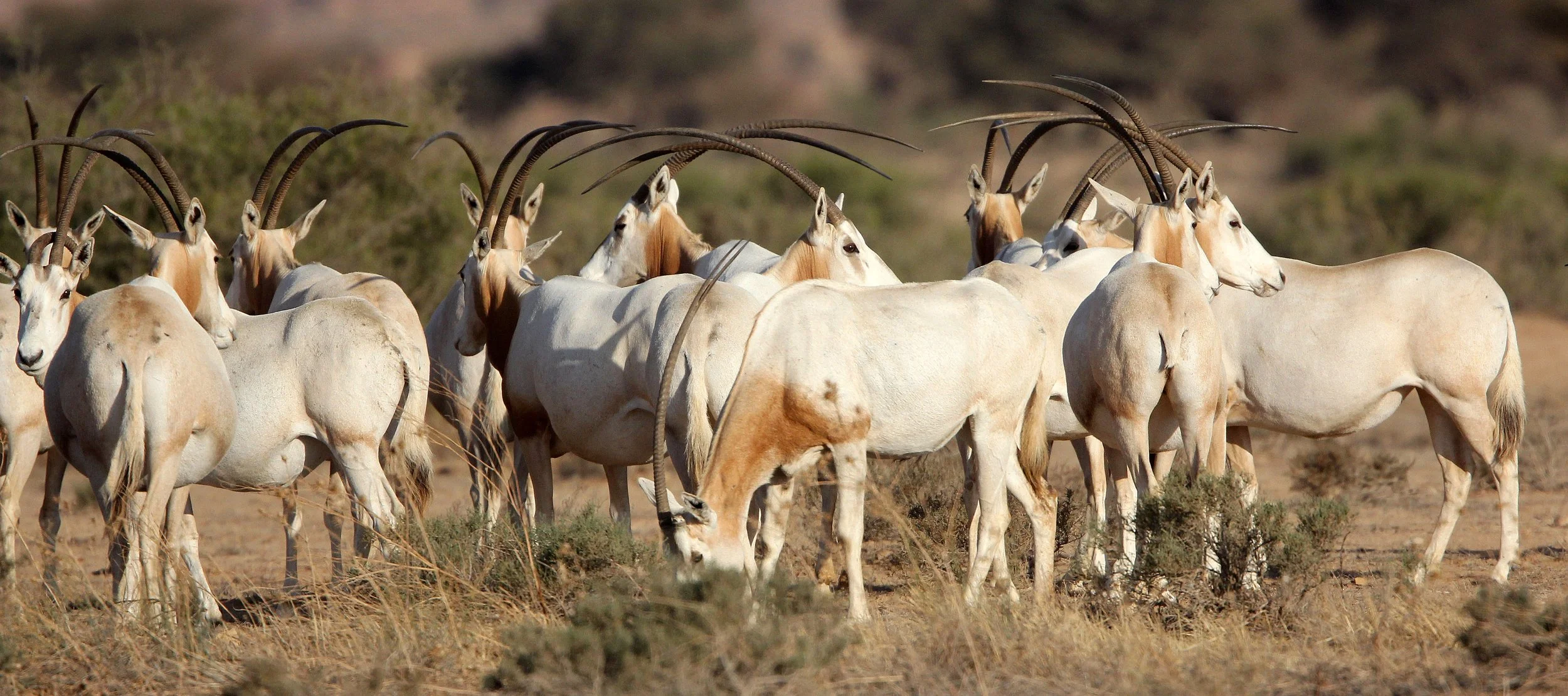ORYX - SCIMMITAR-HORNED ORYX - Oryx dammah - BOUHEDMA NATIONAL PARK TUNISIA (91).JPG