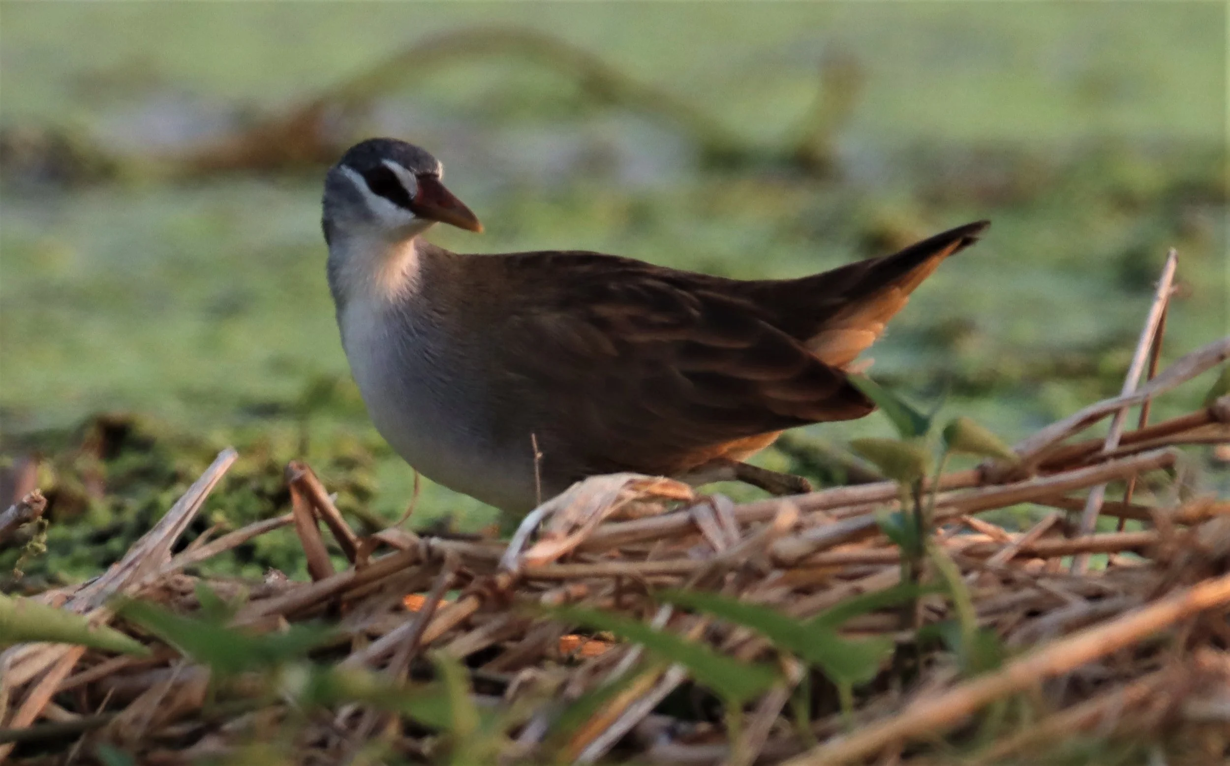 White-browed Crake (Porzana cinerea) Thap Yao Rice Fields Lat Krabang Bangkok (47).jpg