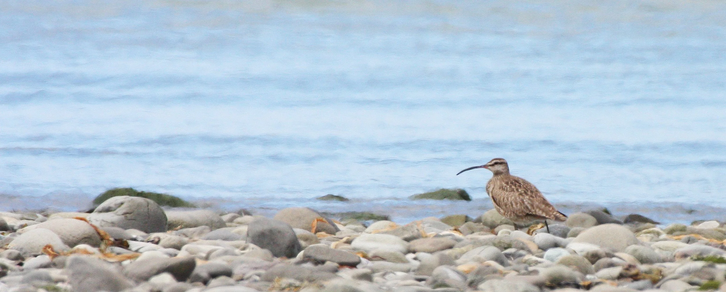 BIRD - WHIMBREL - ELWHA RIVER MOUTH WA (3).JPG