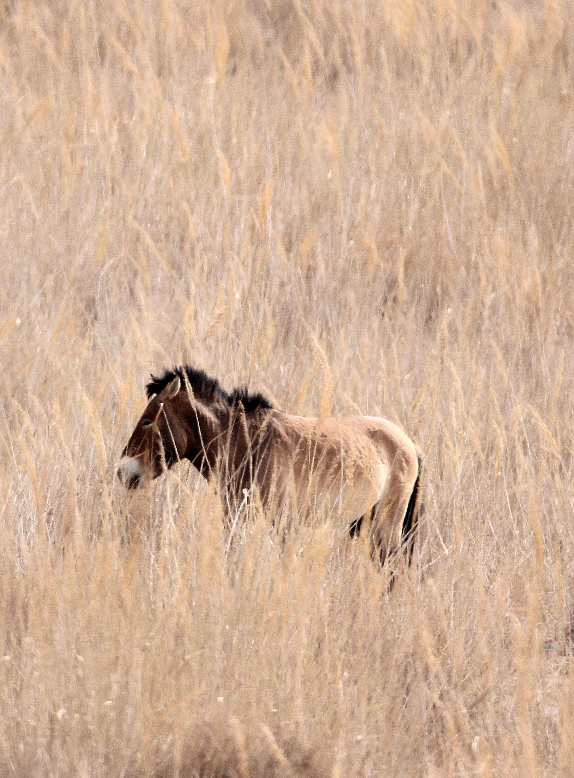 Equus ferus przewalskii - PRZEWALSKI'S HORSE - DUNHUANG XIFU NATIONAL NATURE RESERVE - GANSU CHINA  (18).JPG