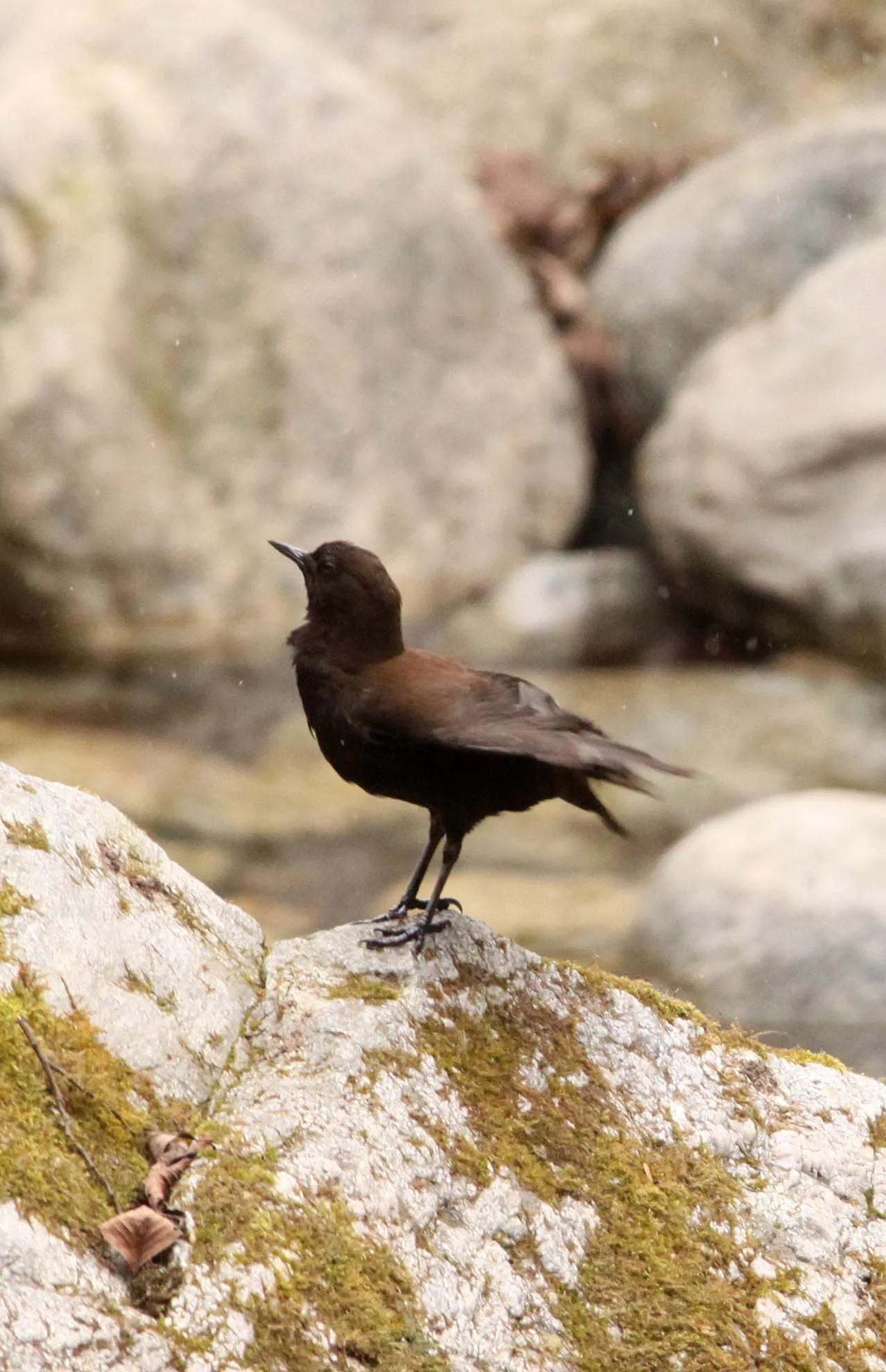 Brown dipper (Cinclus pallasii) Foping Nature Reserve Shaanxi China (1).JPG