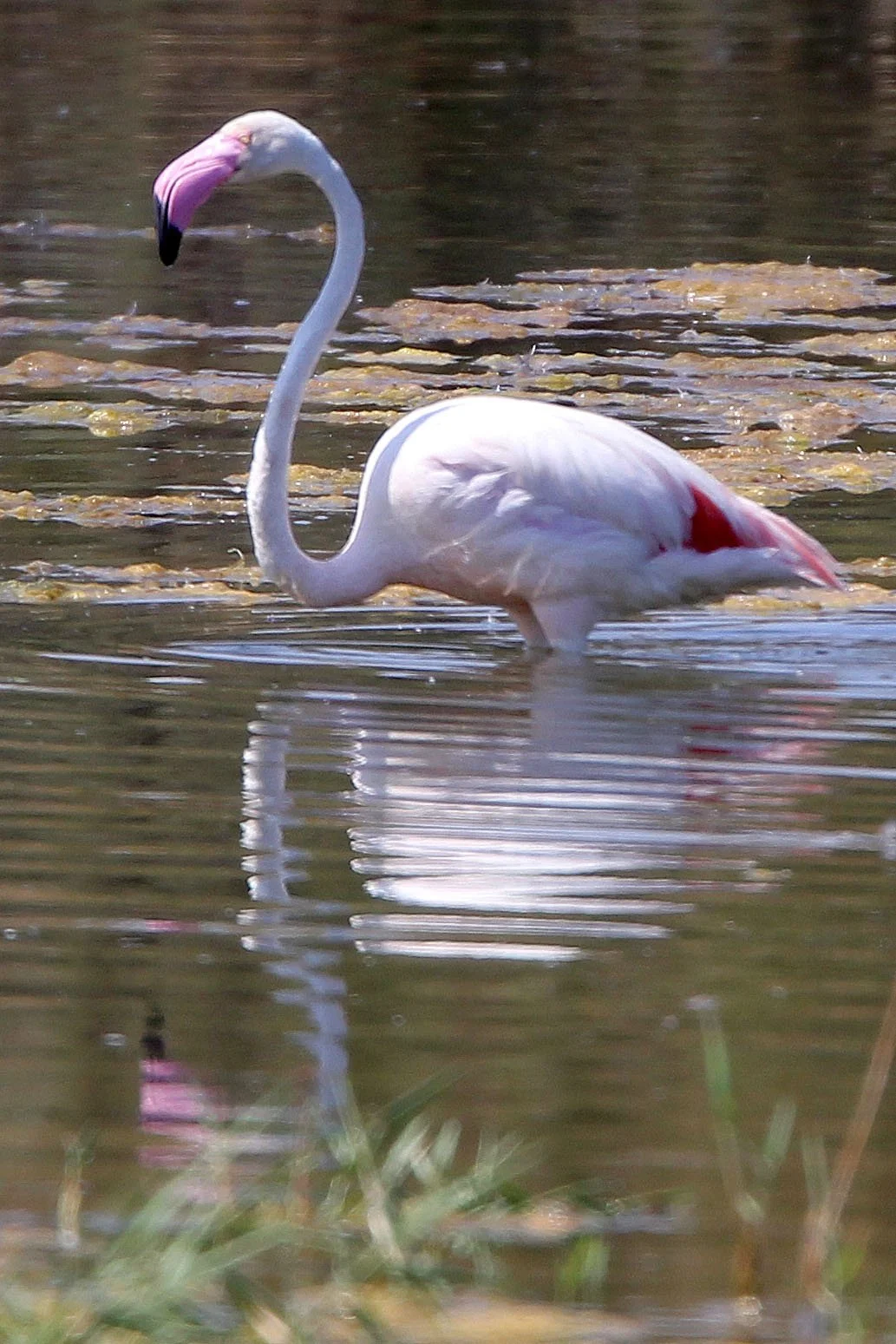 Phoenicopterus roseus - Greater Flamingo - Laguna Dulce Spain (23).JPG