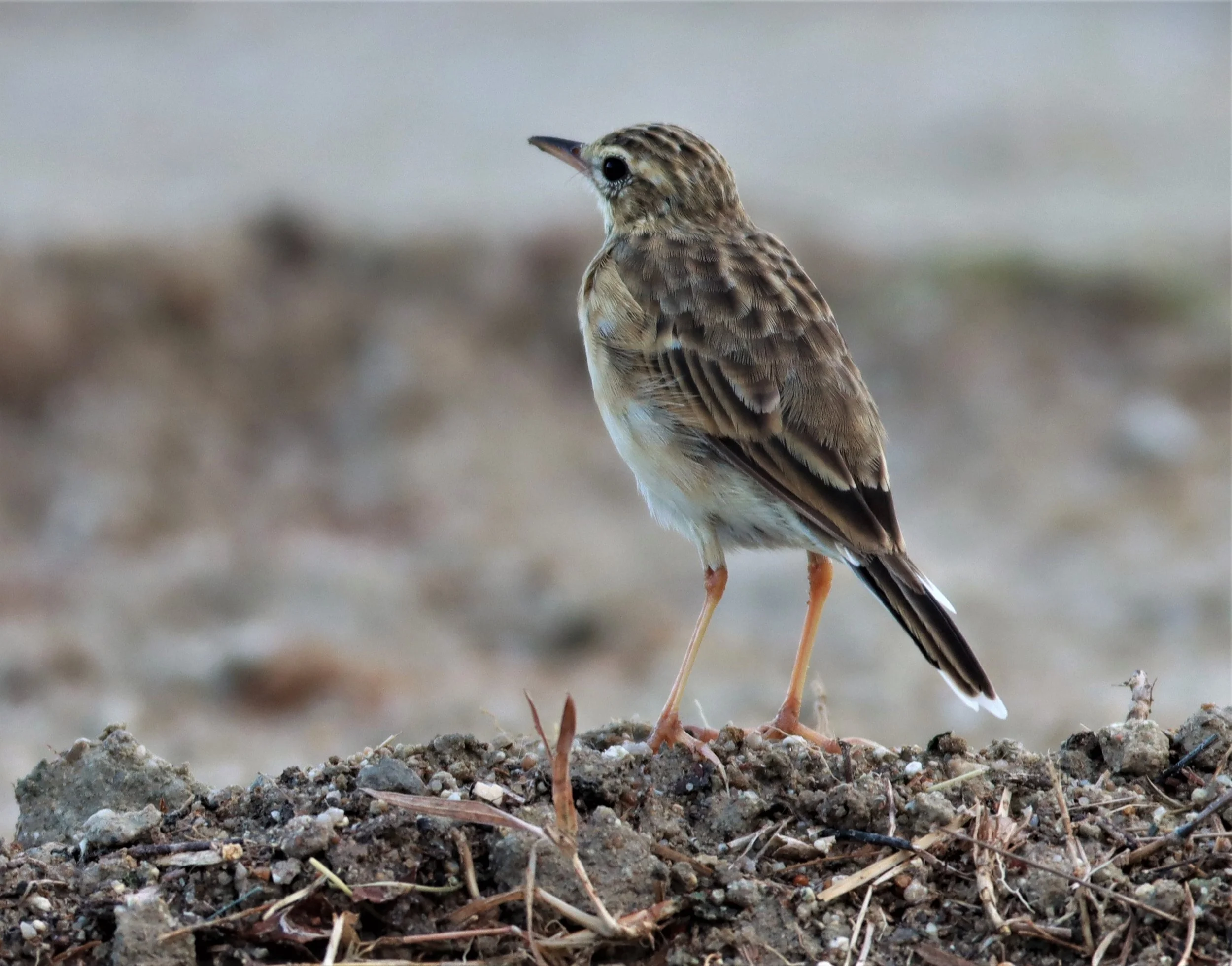 Paddyfield Pipit (Anthus rufulus) PRACHUAP KHIRI KHAN AREA (16).jpg