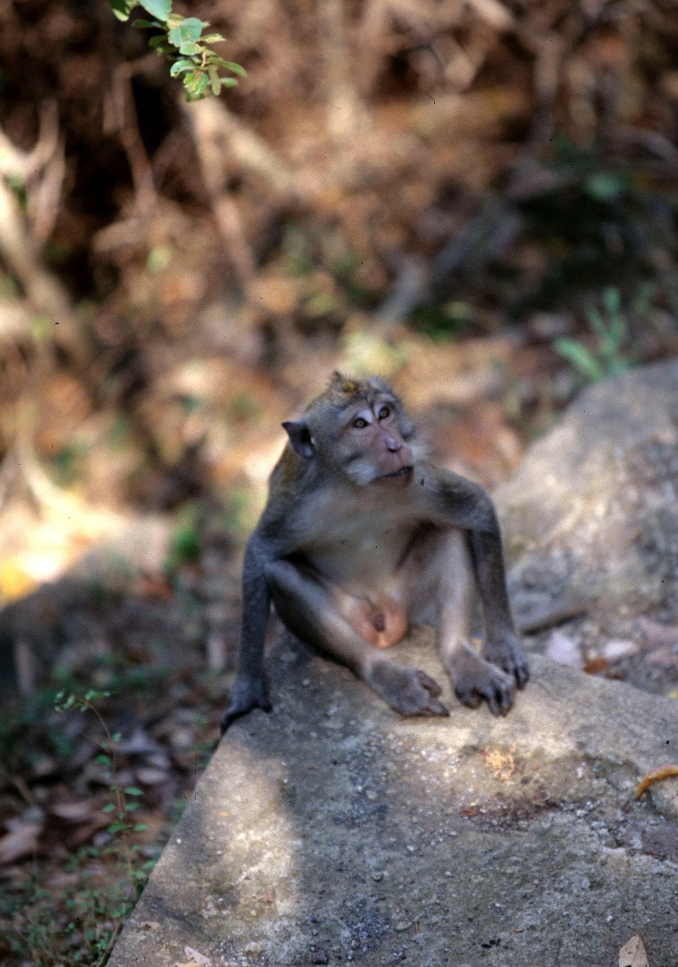 PRIMATE - MACAQUE SPECIES - BALI BARAT NP INDONESIA C.jpg