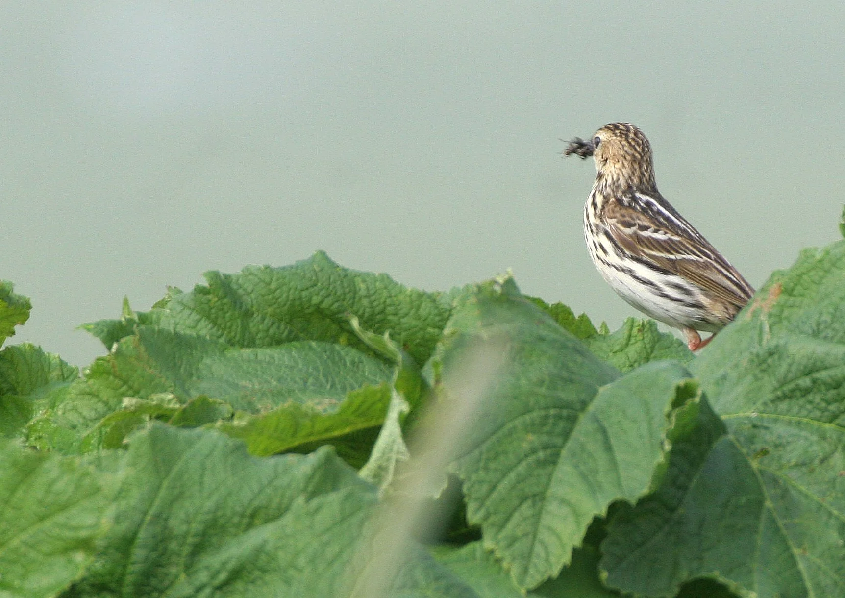 Red-throated Pipit (Anthus cervinus) COMMANDER ISLANDS Russia (1).jpg