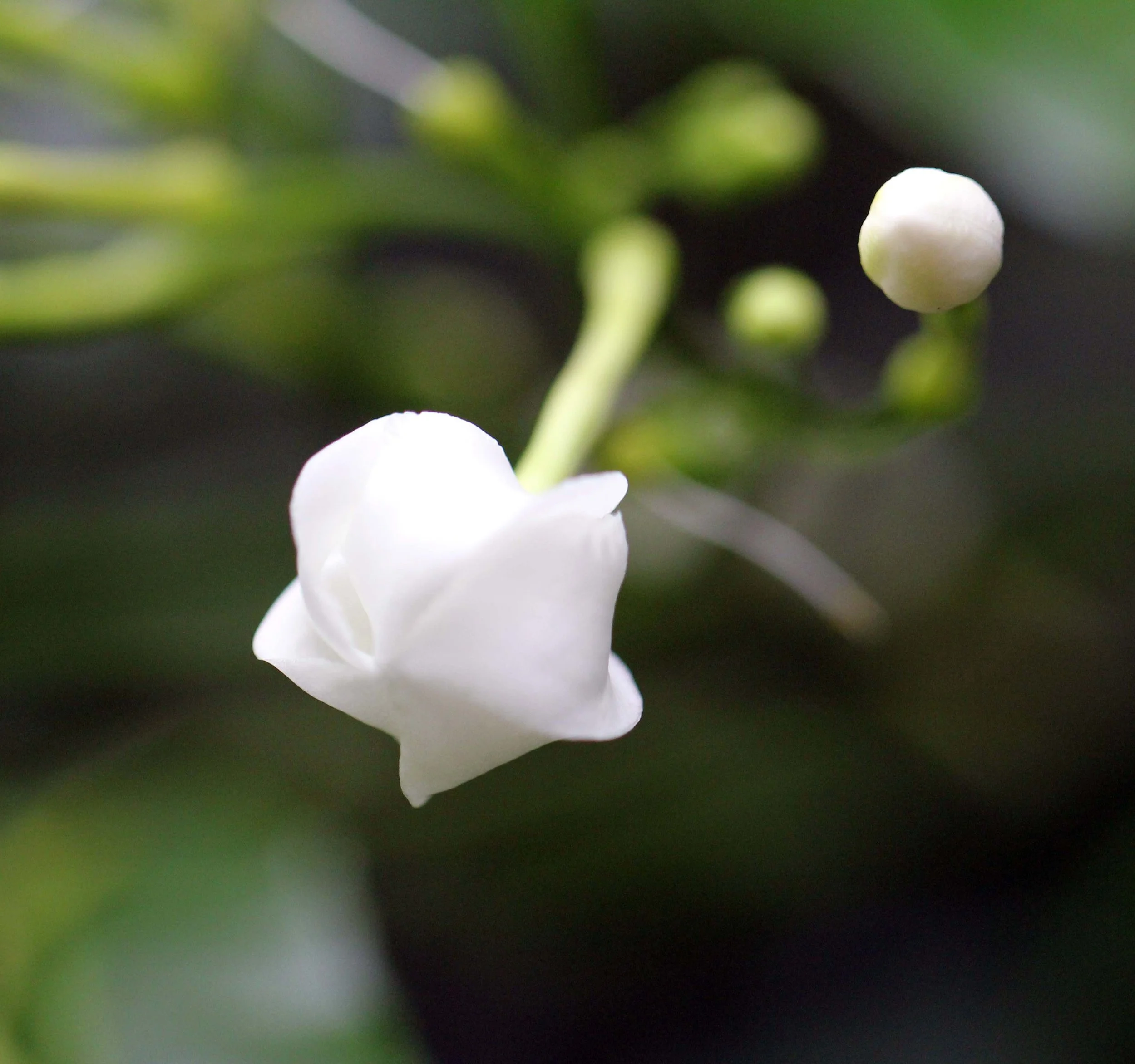 2013 Ayutthaya ISB Passion Day (195).JPG