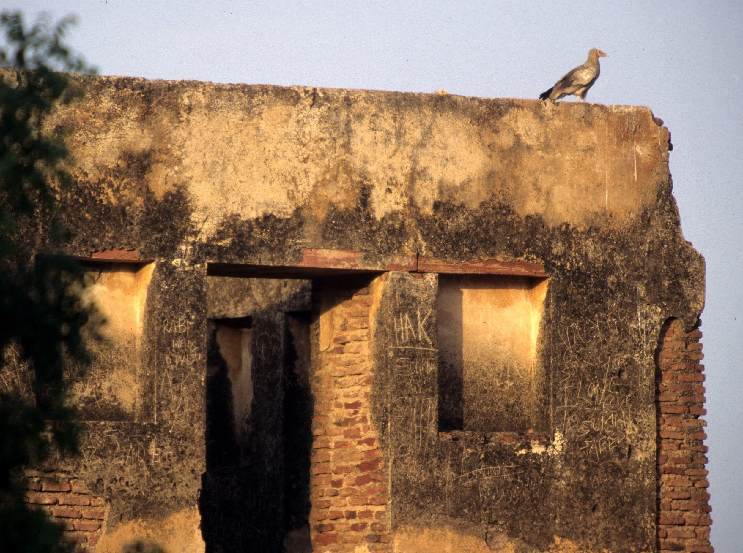 BIRD - VULTURE - EGYPTIAN VULTURE - AGRA INDIA.jpg