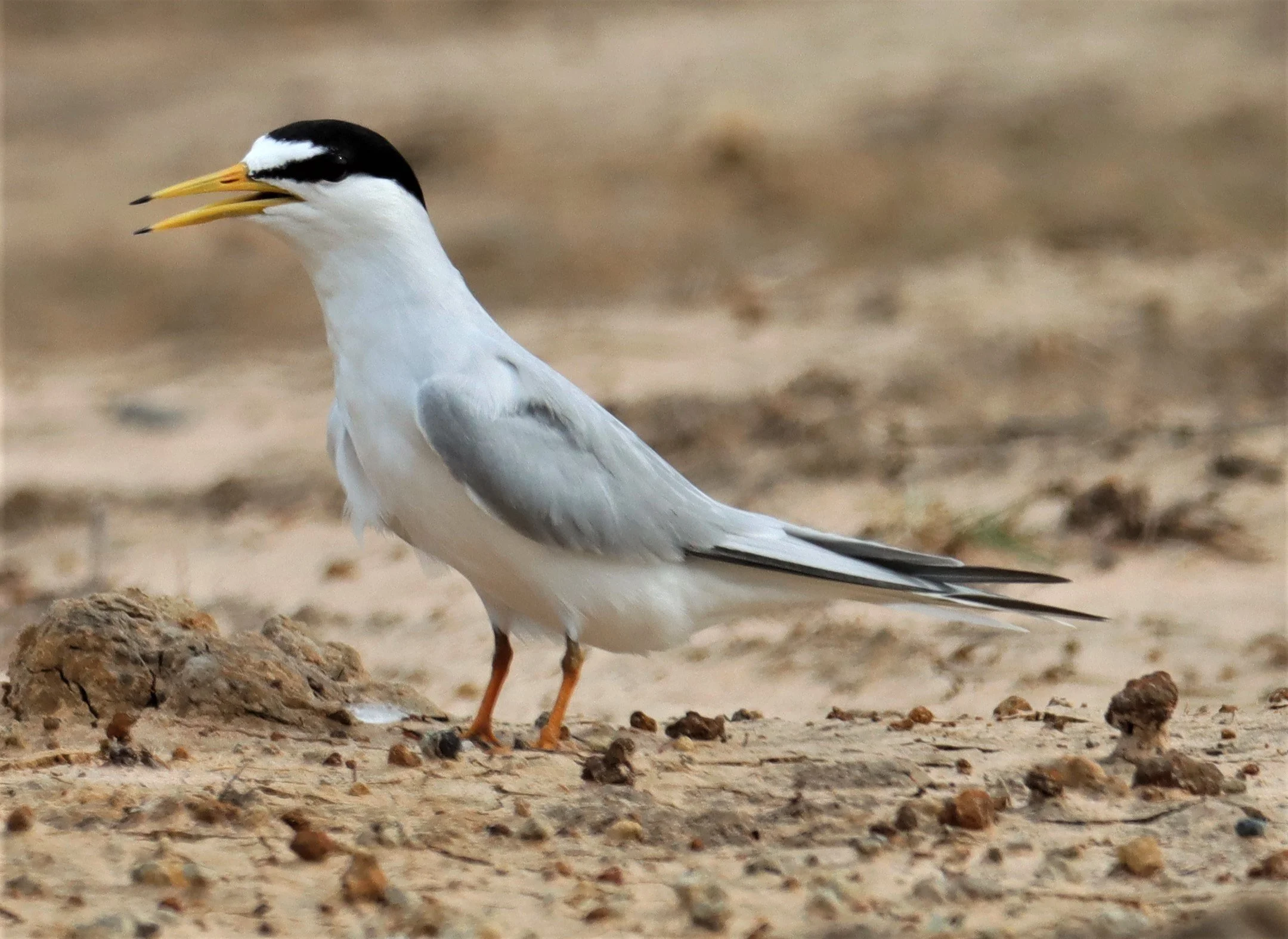 
Little Tern (Sterna albifrons)