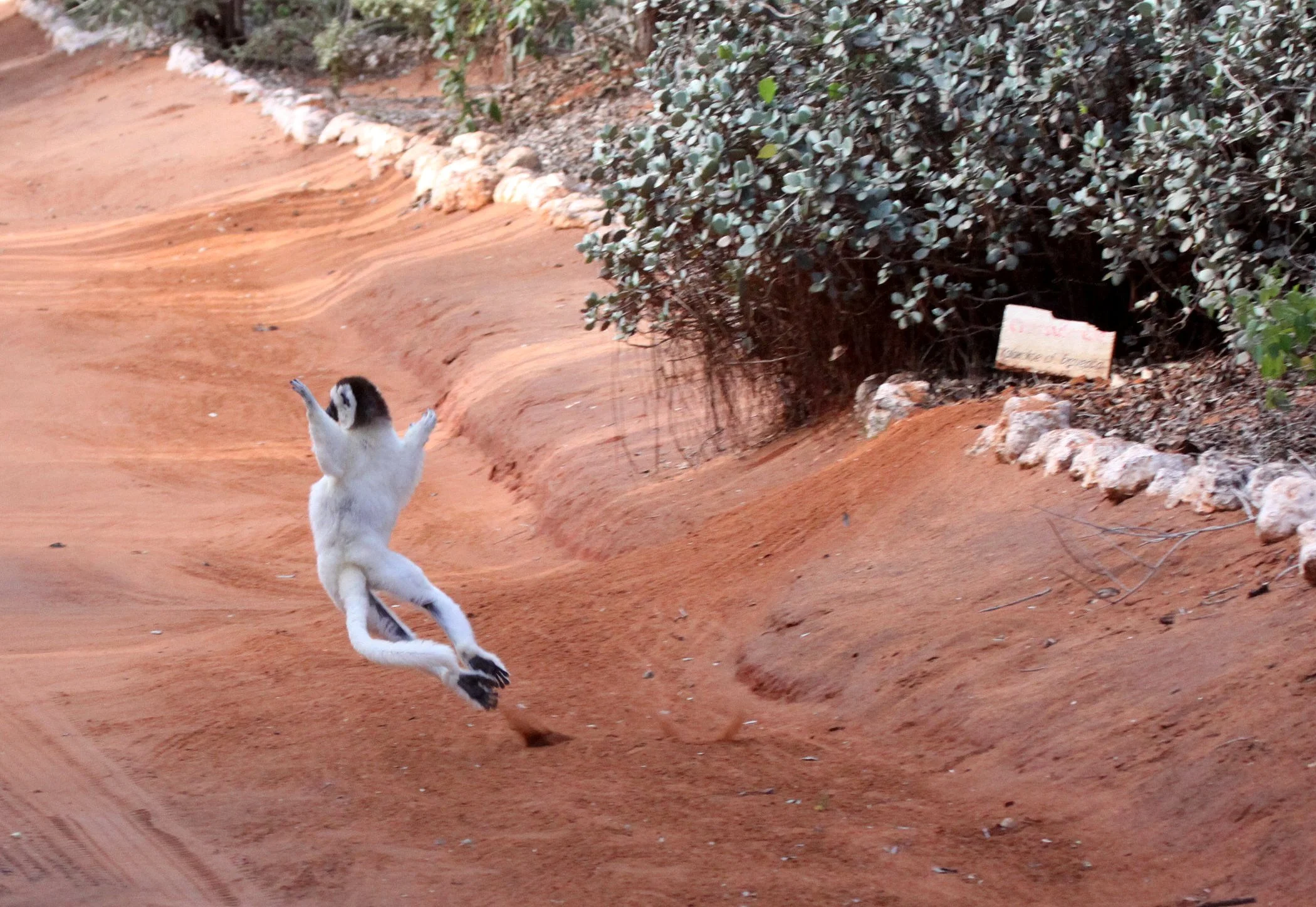 INDRIIDAE - Propithecus verreauxi - VERREAUX'S SIFAKA - ANDOHAHELA NATIONAL PARK MADAGASCAR (1).JPG