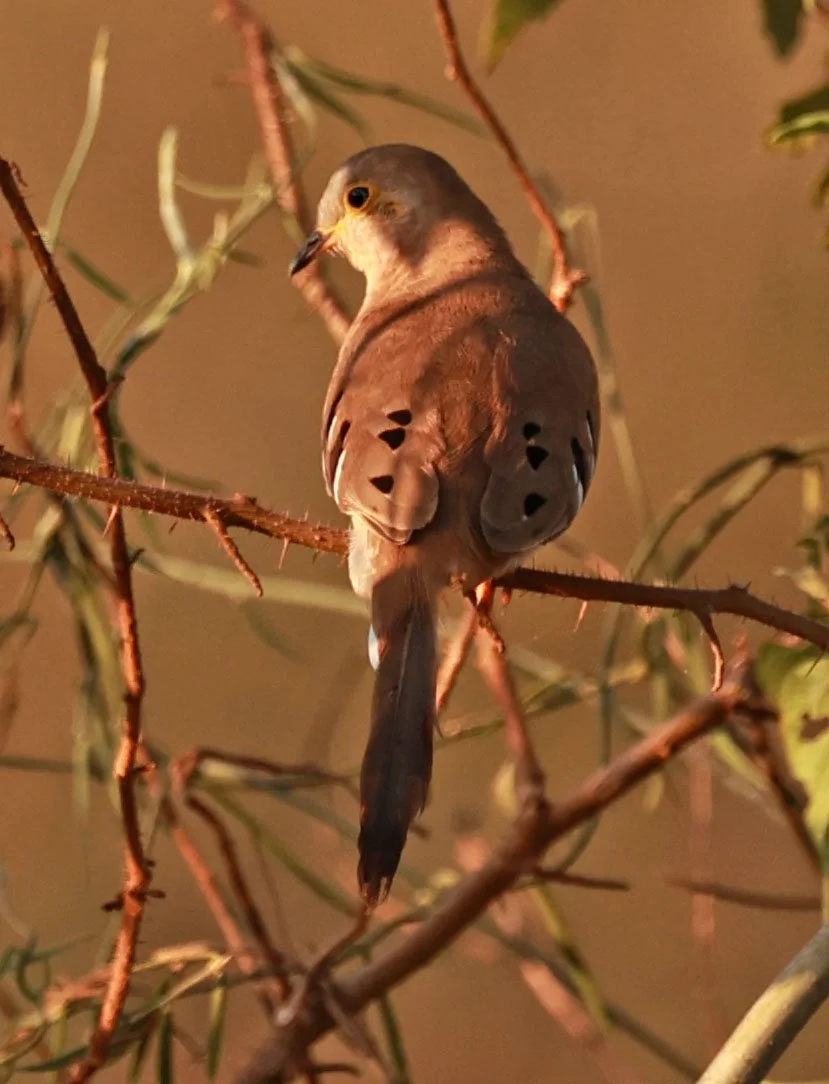 Long-tailed Ground-Dove (Uropelia campestris) Pantanal, Pouso Alegre Lodge, Brazil (10).jpg