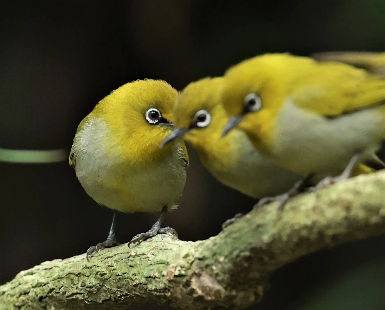 Indian White-eye (Zosterops palpebrosus) Doi Inthanon NP Chiang Mai (8).JPG