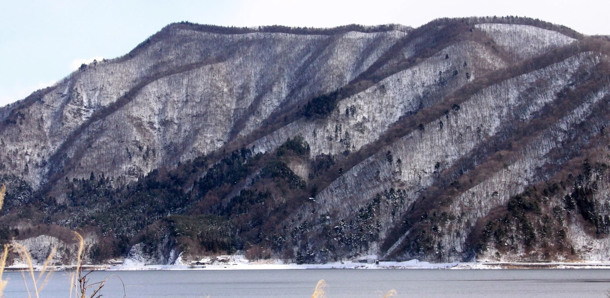 SAIKOYACHONOMORI PARK JAPAN (1).JPG