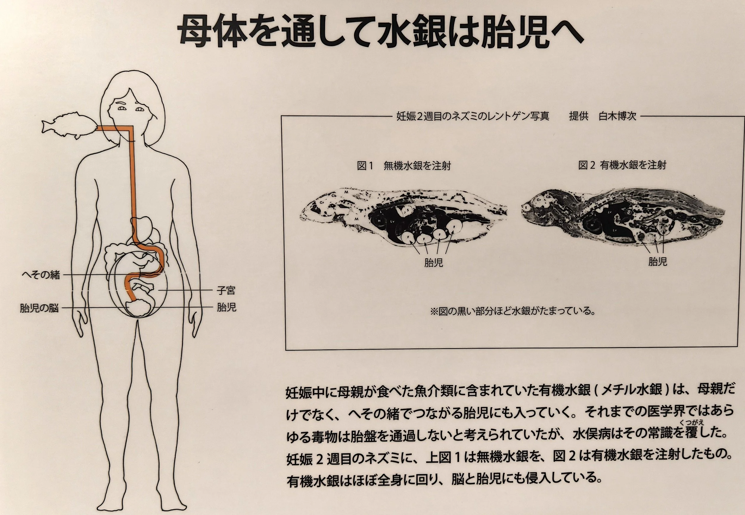 Minamata Disease Museum Kagoshima Japan (14).jpg