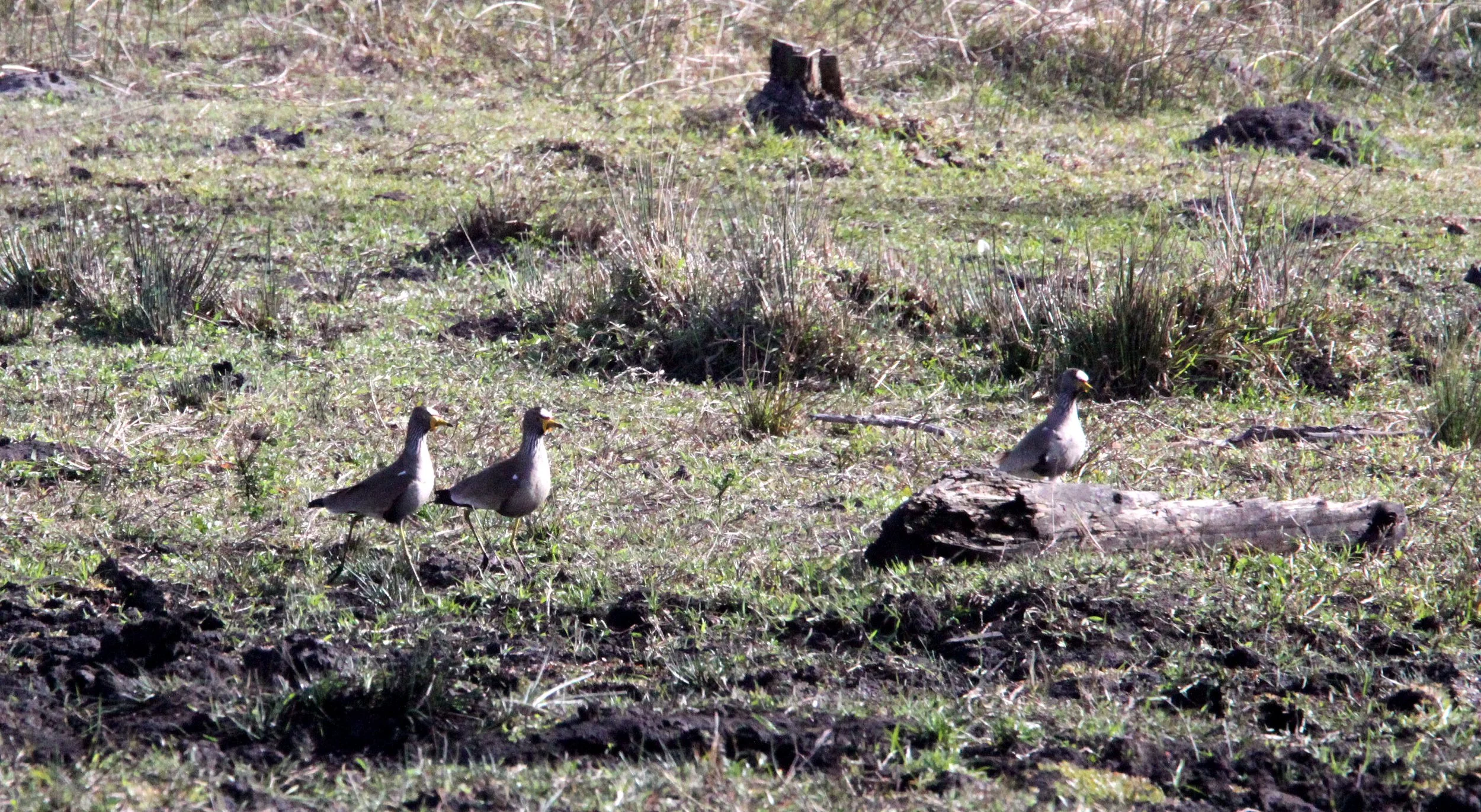 LAPWING - AFRICAN WATTLED LAPWING - Vanellus senegallus - OR PLOVER - SAINT LUCIA NATURE RESERVES SOUTH AFRICA (2).JPG