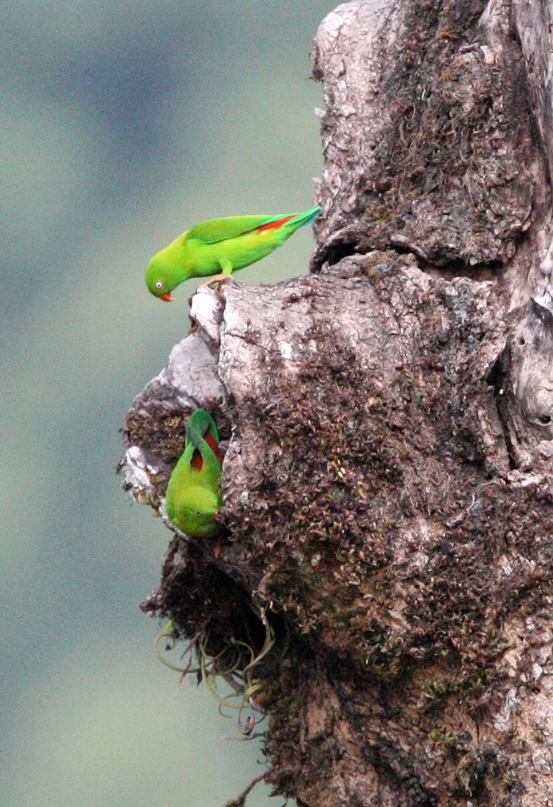 BIRD - PARROT - VERNAL HANGING PARROT - KAENG KRACHAN NP THAILAND (9).JPG